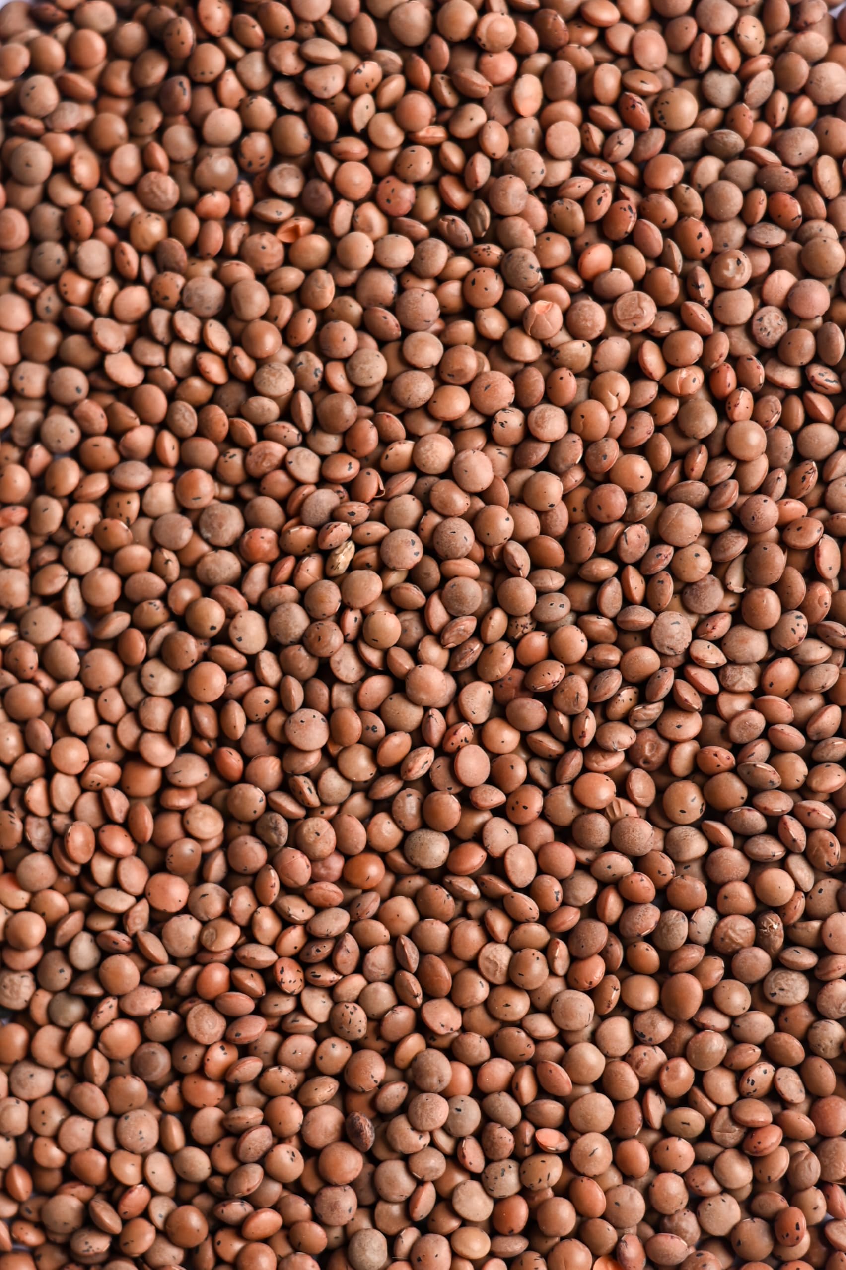 Biojoy Lentejas marrones BÍO (1,5 kg), secas y enteras, lentejas de montaña