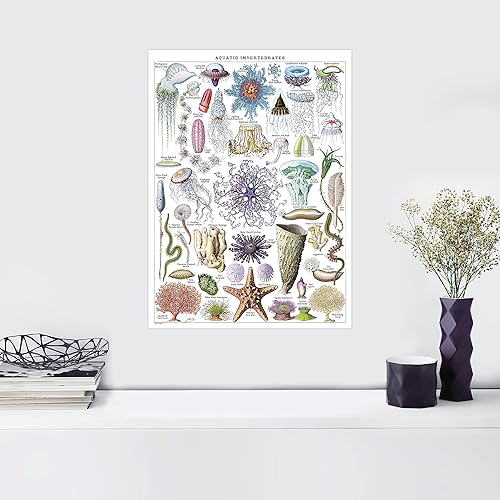Miniatura 5 de Palace Learning Póster impreso vintage de medusas e invertebrados acuáticos, tabla de referencia de identificación de vida marina (laminado, 18 x 24