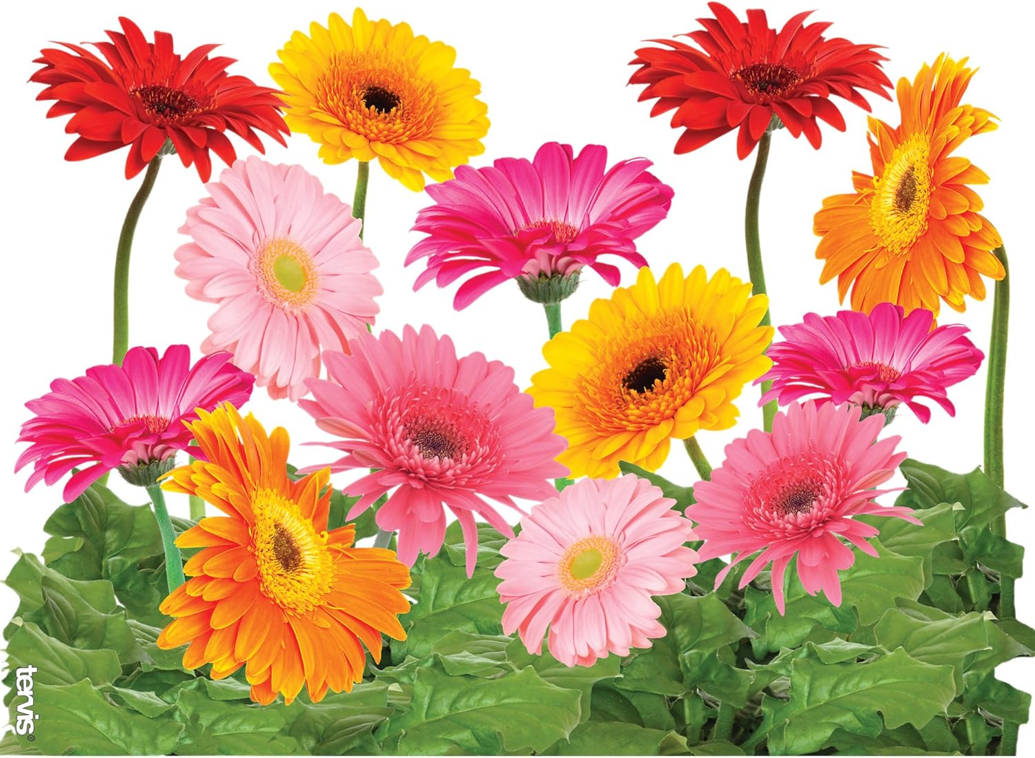 Stay Hydrated in Style: Tervis Gerbera Daisies Insulated Tumbler Review