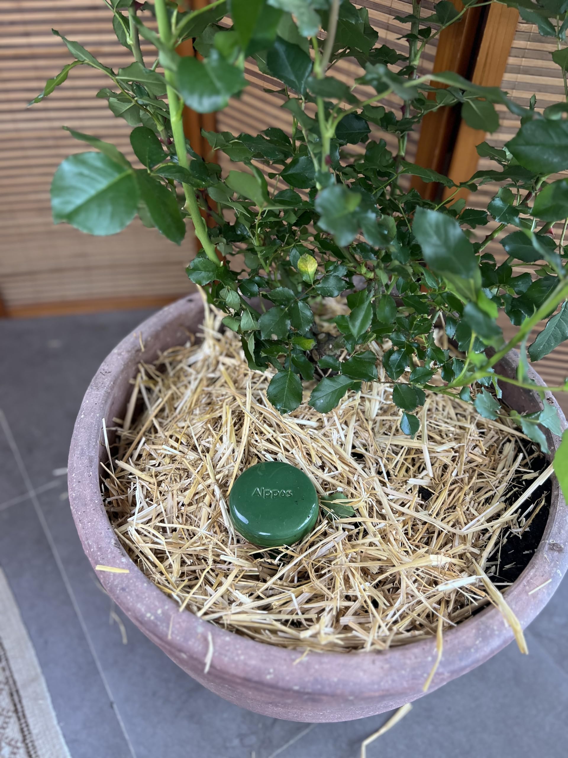 Oyas à enterrer 1 Litre en Terre Cuite avec Couvercle - ollas pour Plante intérieure et extérieure système d'irrigation par capilariter (2, Vert)