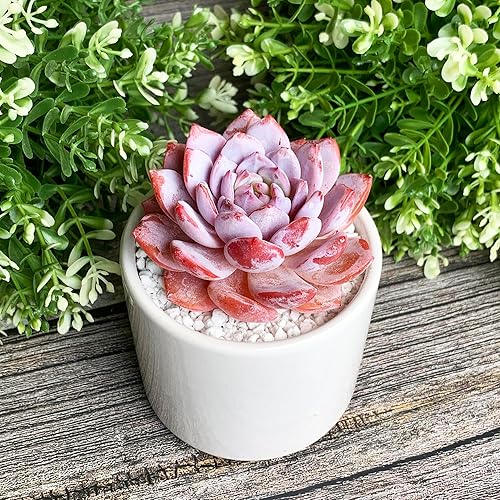 Generic Echeveria - Plantas suculentas vivas raras de peonía rosa, 1 cabeza de 3 pulgadas, color rojo, raíz desnuda sin maceta y tierra, 137 piezas,