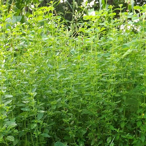 American Pennyroyal (Hedeoma pulegioides) - Cultiva ahora o almacena para futuras plantaciones - Cápsula de 100 semillas