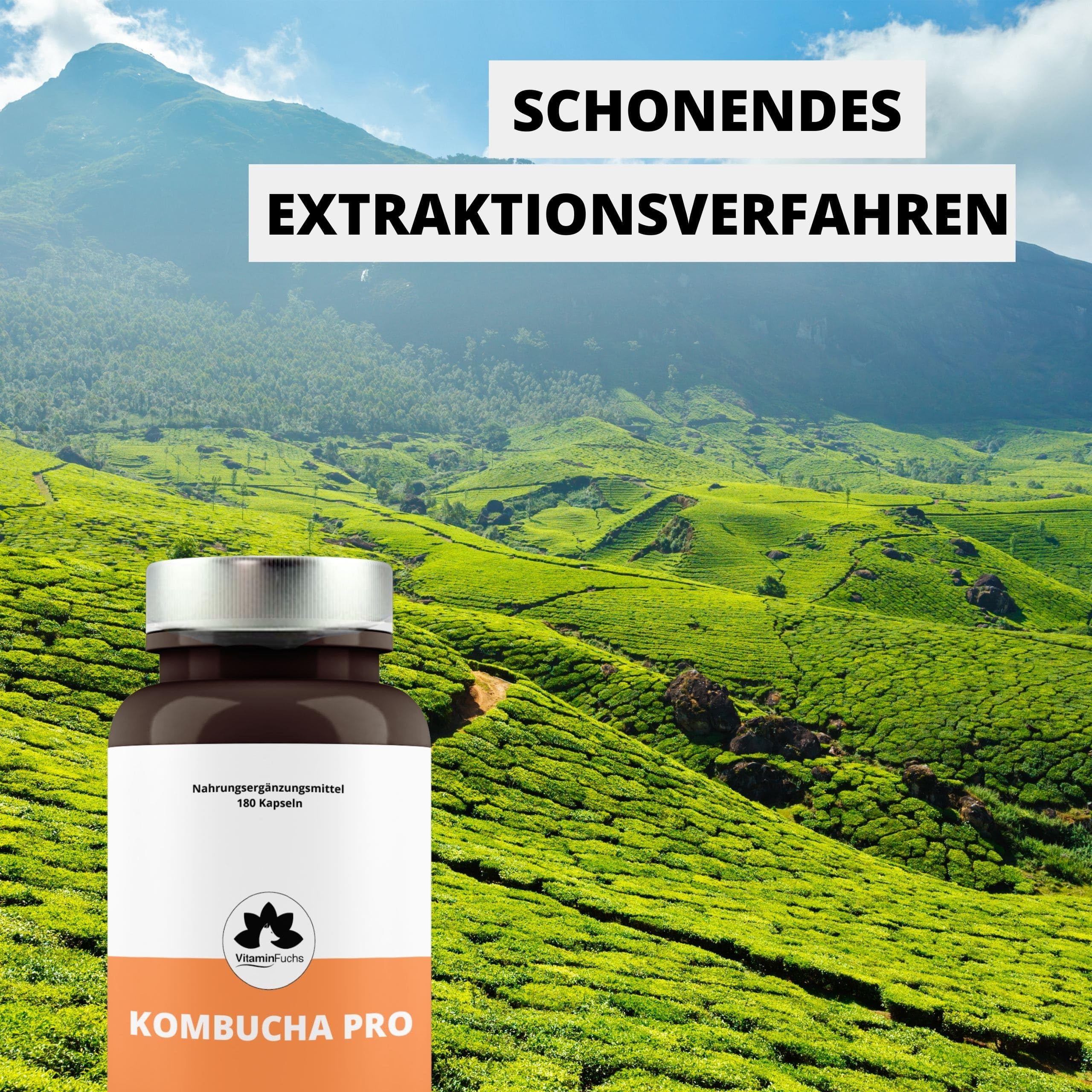 Kombucha Kapseln mit Vitamin E - 3 Monatsversorung mit 180 Kapseln - Kombucha Pilz - Premium Vitamin E Kapseln mit Kombucha-Extrakt von VitaminFuchs