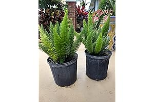 Tropical Foxtail Meyers Fern Live Plant - 14" Tall, Incredible Mowaven Fern...