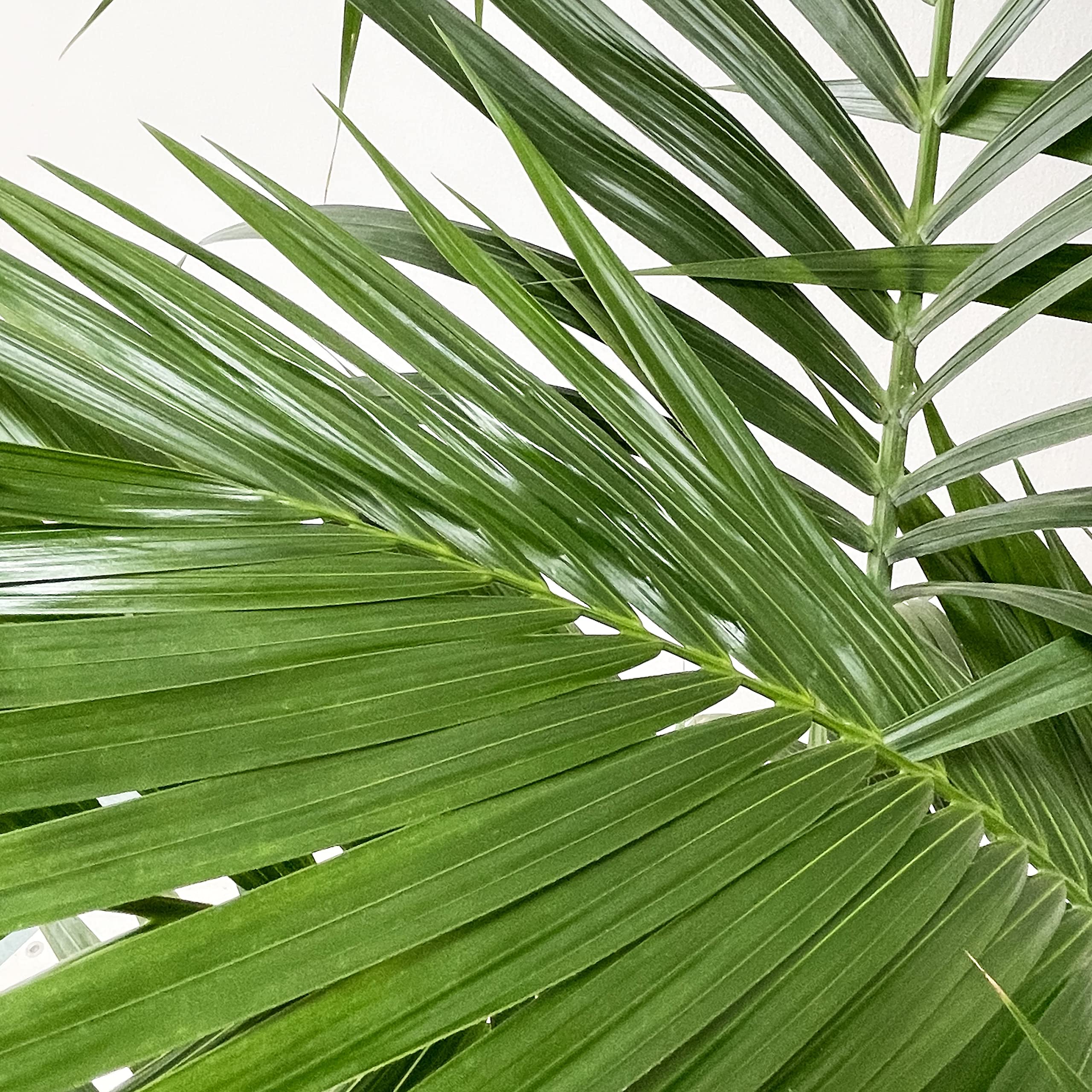 KENTIS - Howea Forsteriana Kentia - Palma - Piante da Interno Vere - Pianta Tropicale da Appartamento H 160-170 cm Vaso Ø 24 cm