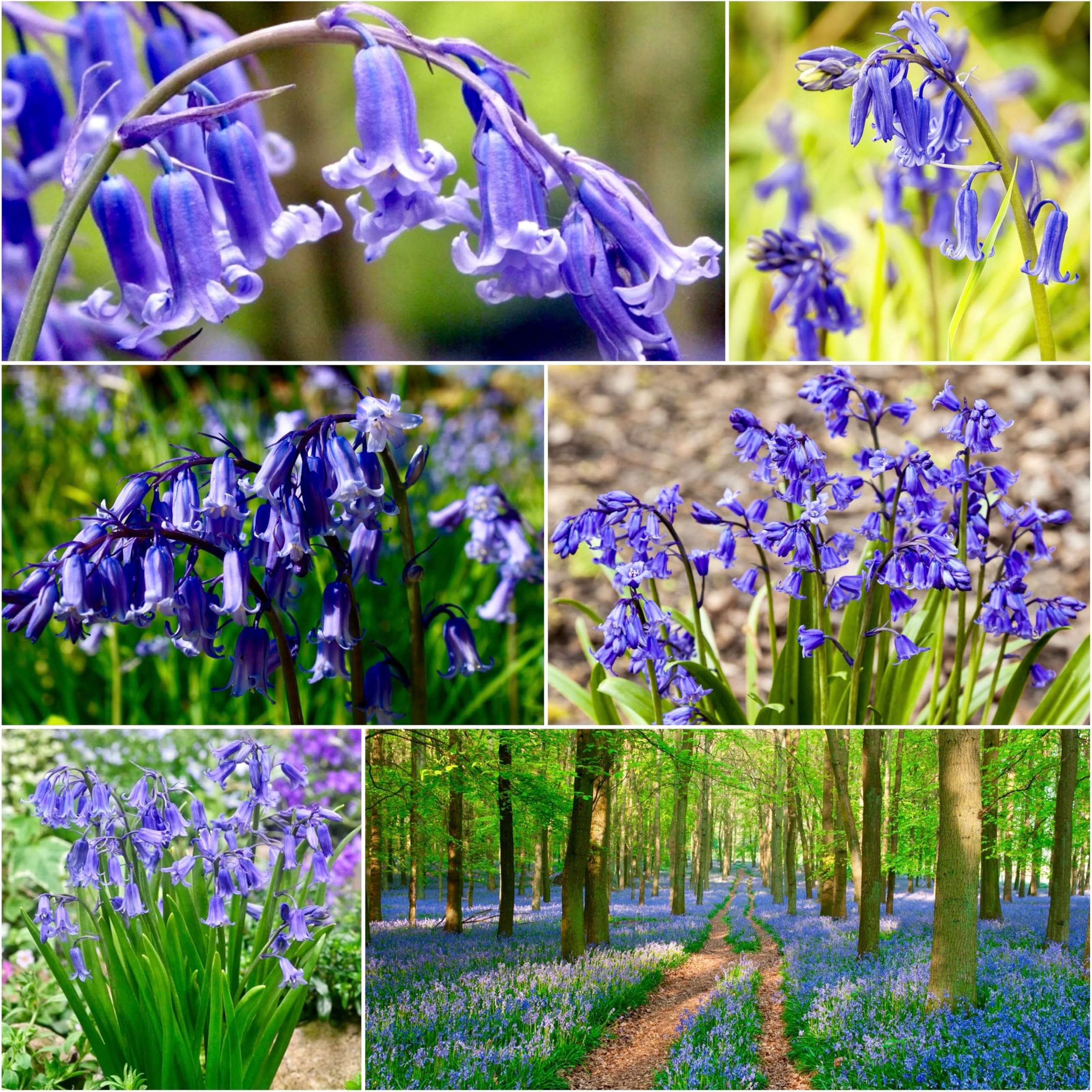 100 x English Bluebells Bulbs Bluebells in The Green Spring