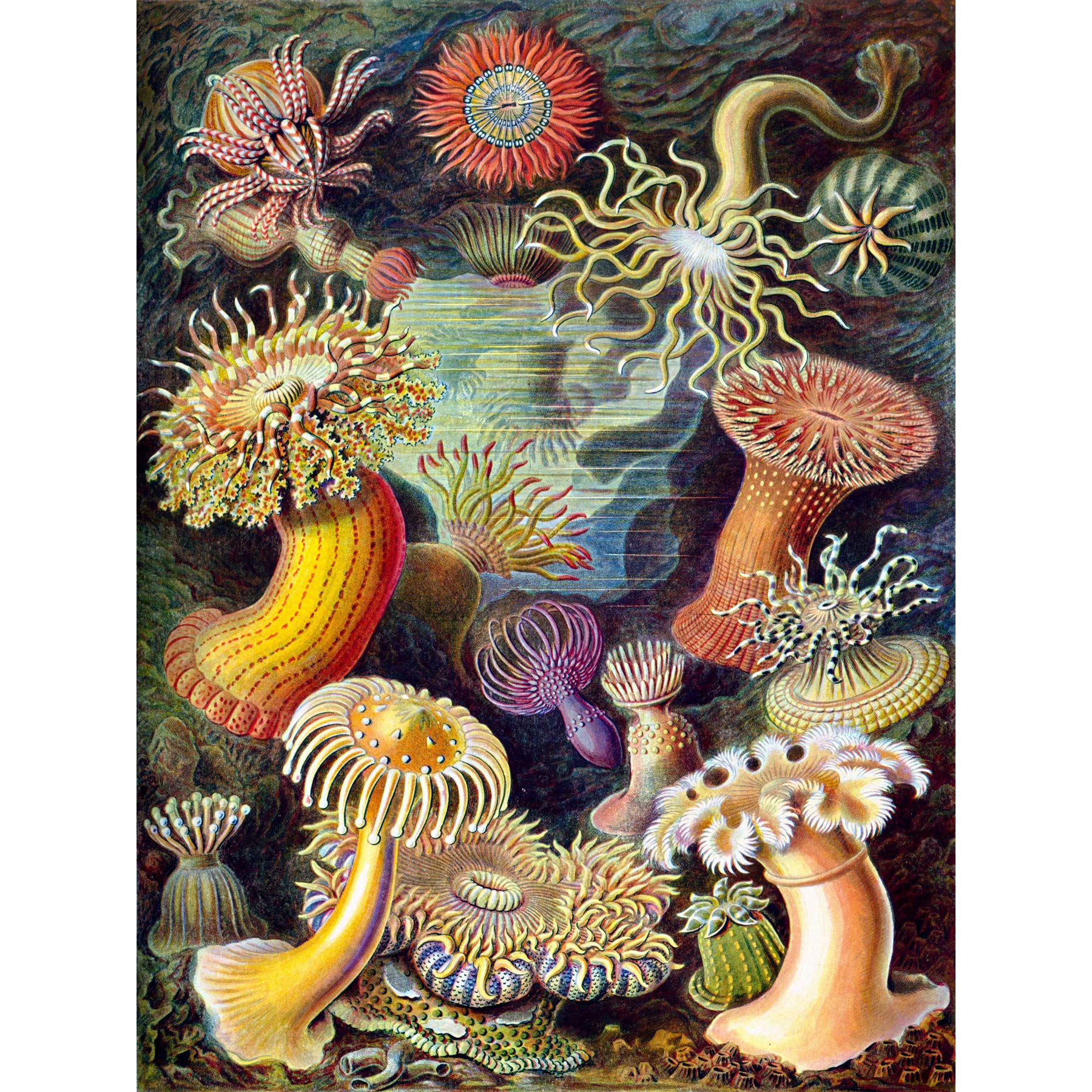 Wee Blue Coo Haeckel Anemone Sea Life Large Wall Art Poster Print Thick Paper 18X24 Inch
