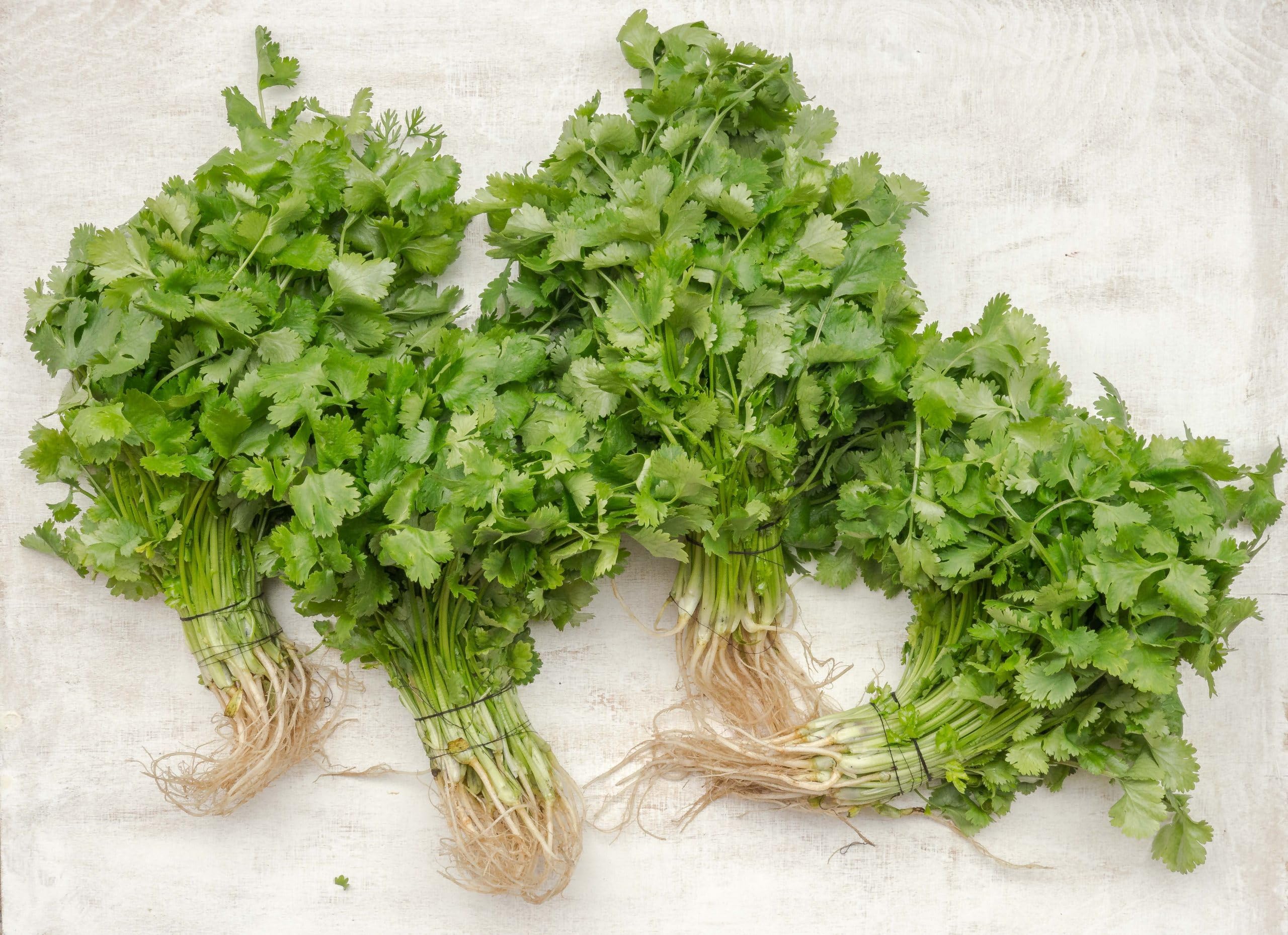 3000 + Seeds Of Hybrid F1 Coriander Seeds Leaf Rich Coriandrum Sativum Chinese Parsley Or Dhania For Growing Sowing Hybrid F1 Corinder Seeds (3000 Seeds) Dhaniya Beej Corinder Seeds For planting And Home And Home gardening (B0CDHB9J5Y) Amazon Price History, Amazon Price Tracker