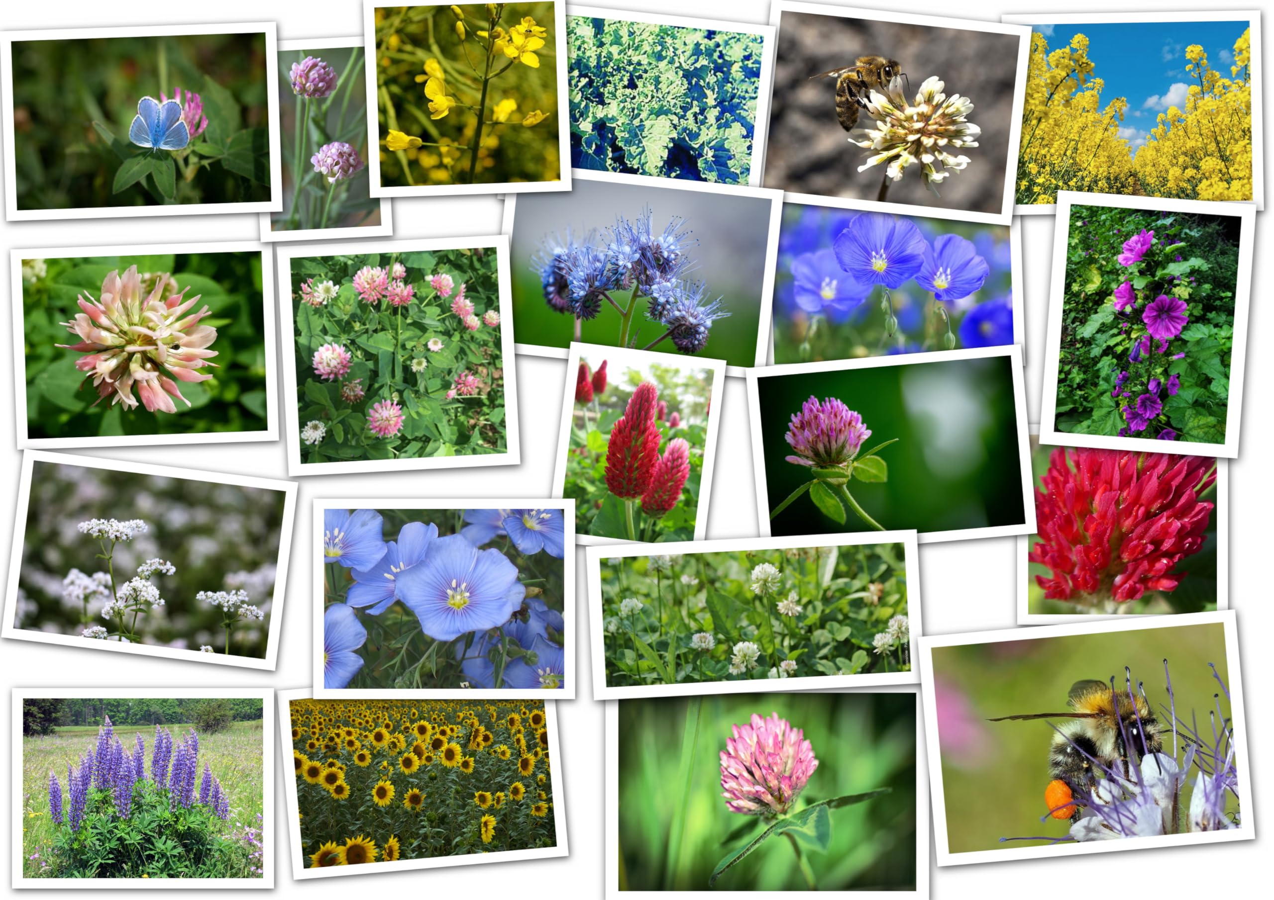 Blütenzauber Bienenweide (15 Sorten) Samen. Blumenwiese, Wildblumen, Blumensamen (500m² = 1,25Kg)