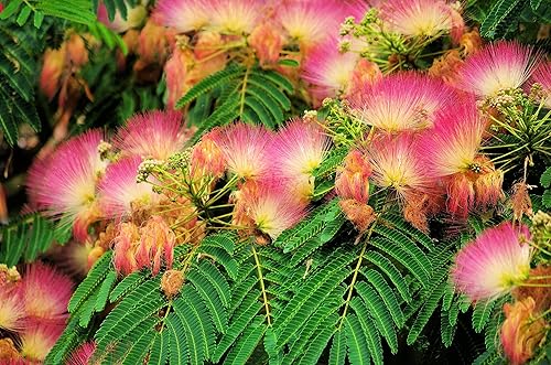 Árbol de seda Mimosa, Albizia julibrissin, 50 semillas (rápido, resistente, vistoso, fragante)