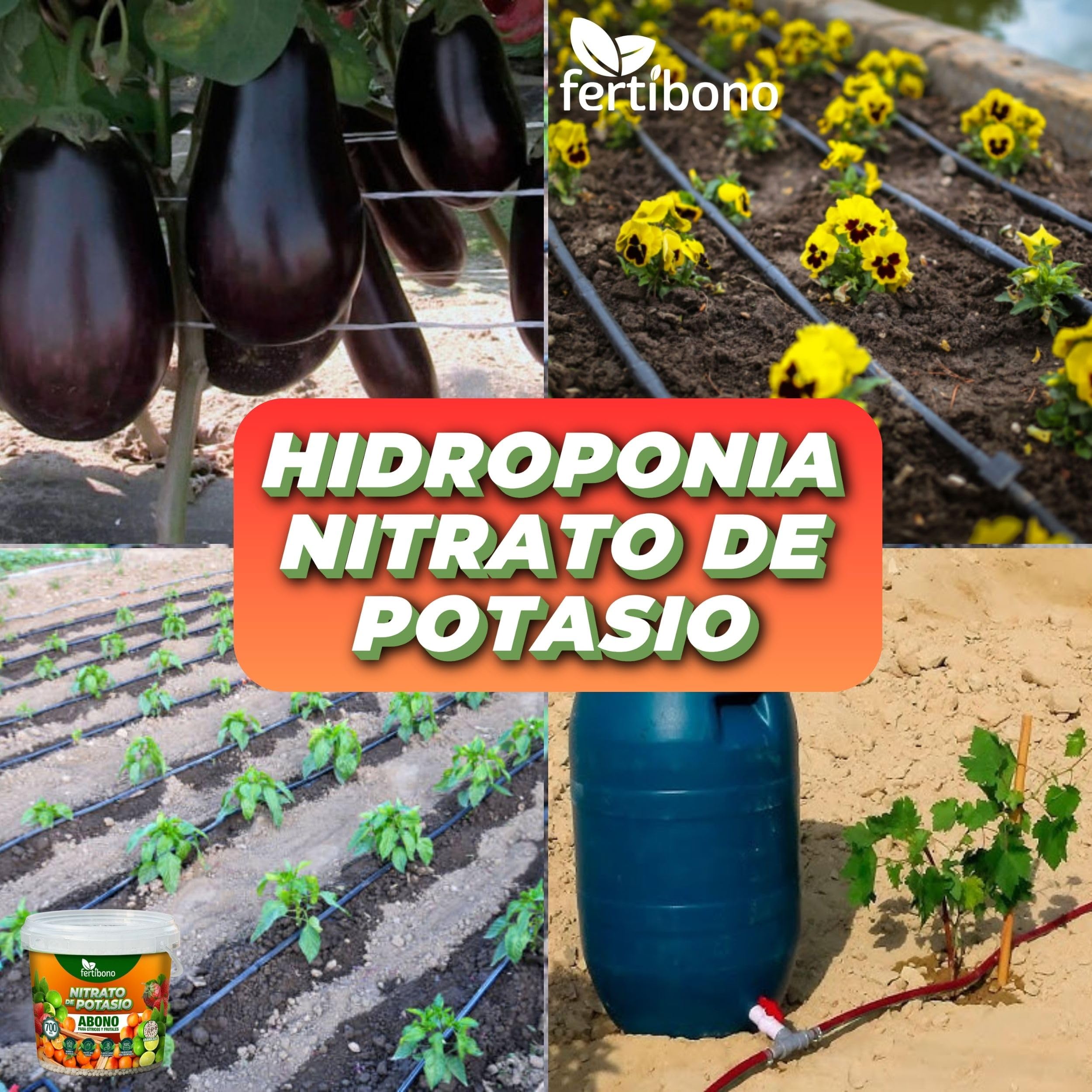 FERTIBONO Nitrato de potasio,Puro (KNO3) 13-00-46, Aumenta el Tamaño y la Calidad de la Fruta, los Azúcares y el Rendimiento de los Cítricos (700 Kg)
