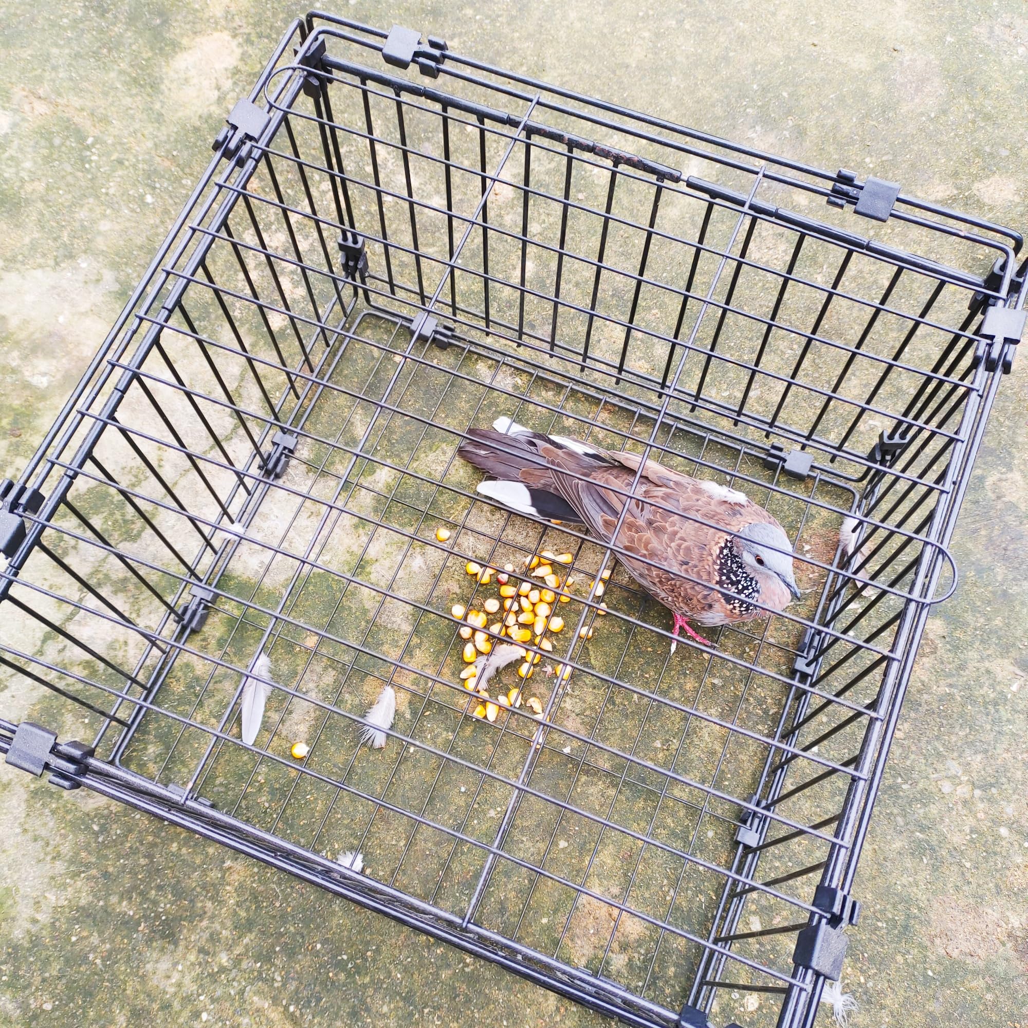 Trampa Para Pájaros Viva De 30 Cm - Jaula Humana Para Codornices Y Aves Pequeñas, Con Marco De Acero Y Malla De Polietileno