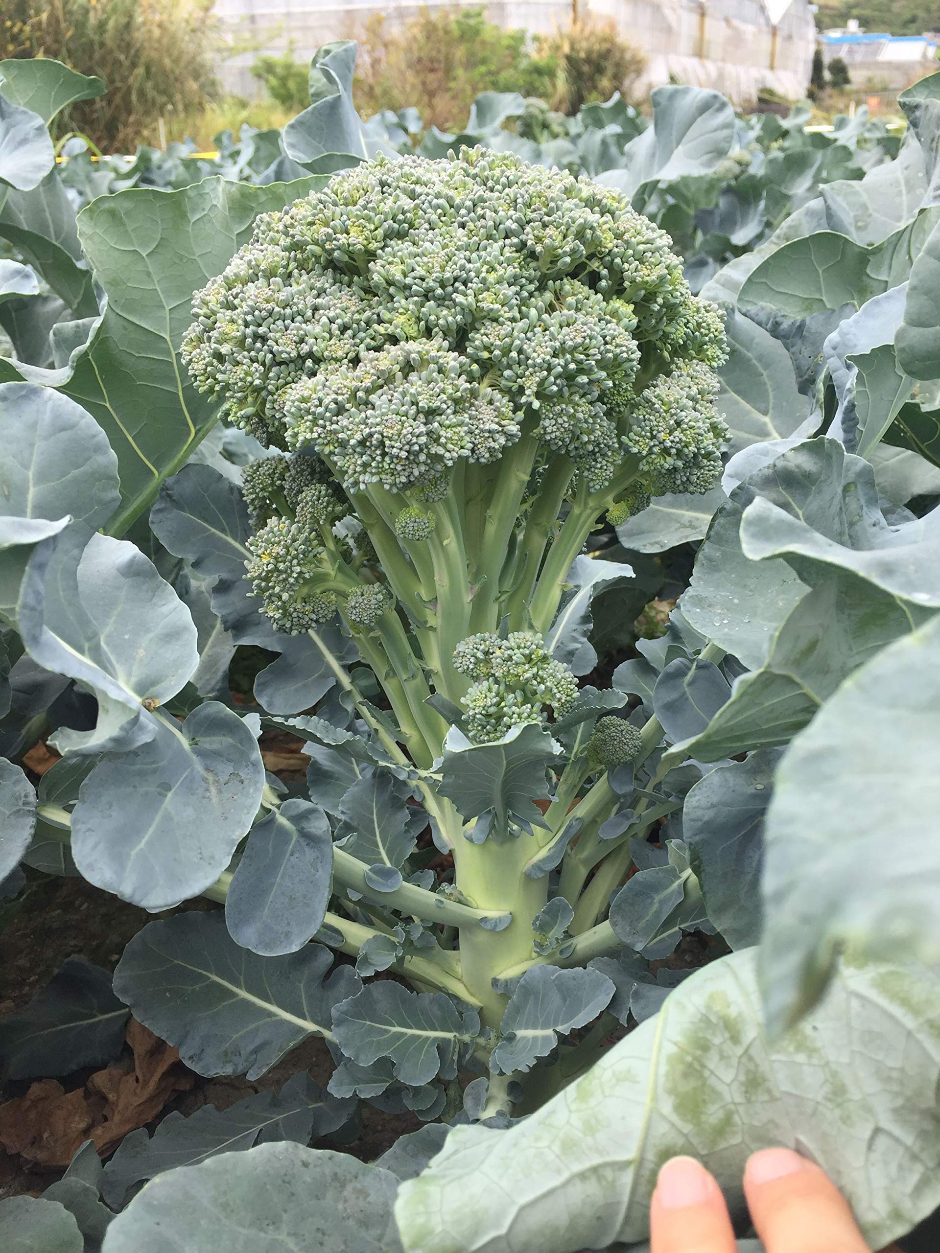 Amazon.co.jp: 野菜種子 【ブロフローレ80】ブロッコリー 1000粒