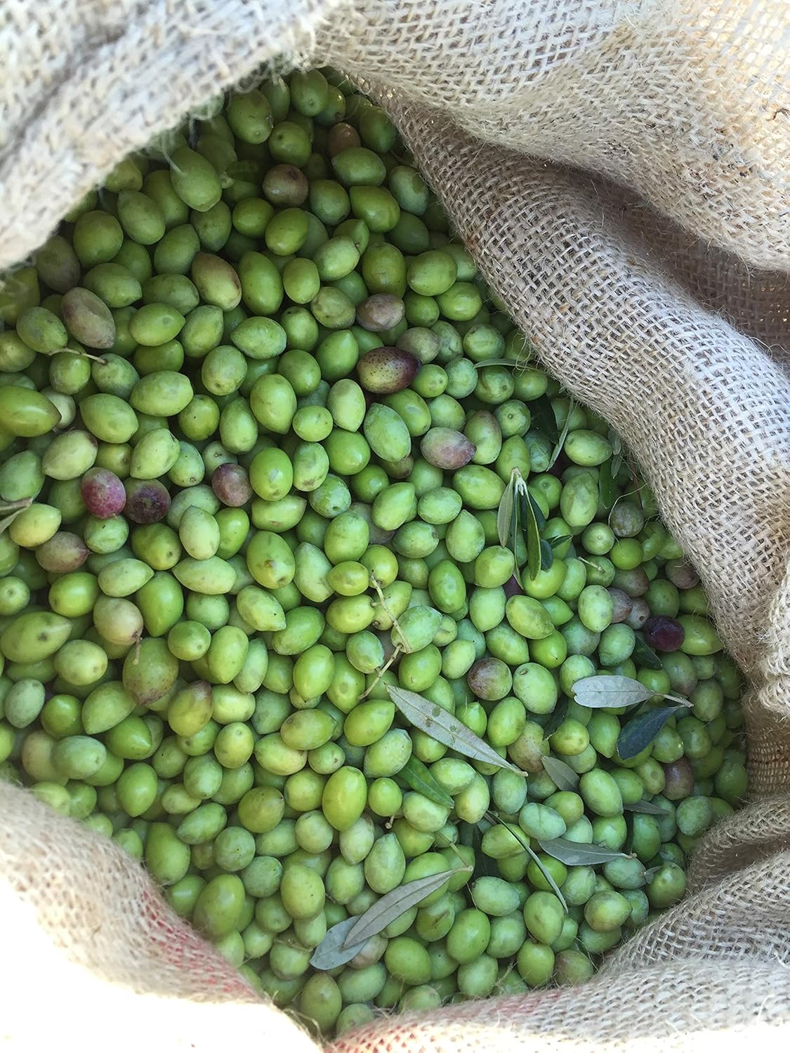 Laconiko Ultra Premium Extra Virgin Olive Oil (Chipotle Infused)