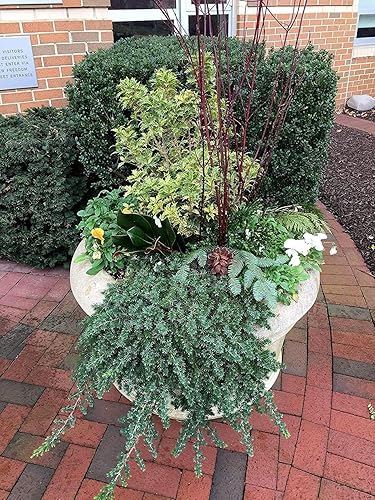 Miniatura 9 de Juniper Blue Pacific  10 plantas vivas  Tamaño de maceta de 2 pulgadas  Cubierta de suelo Evergreen 'Shore Juniper'