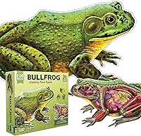Vista 1 de Bullfrog - Rompecabezas de piso de anatomía animal Rompecabezas de 100 piezas de doble cara Ilustración científicamente precisa de rana de gran