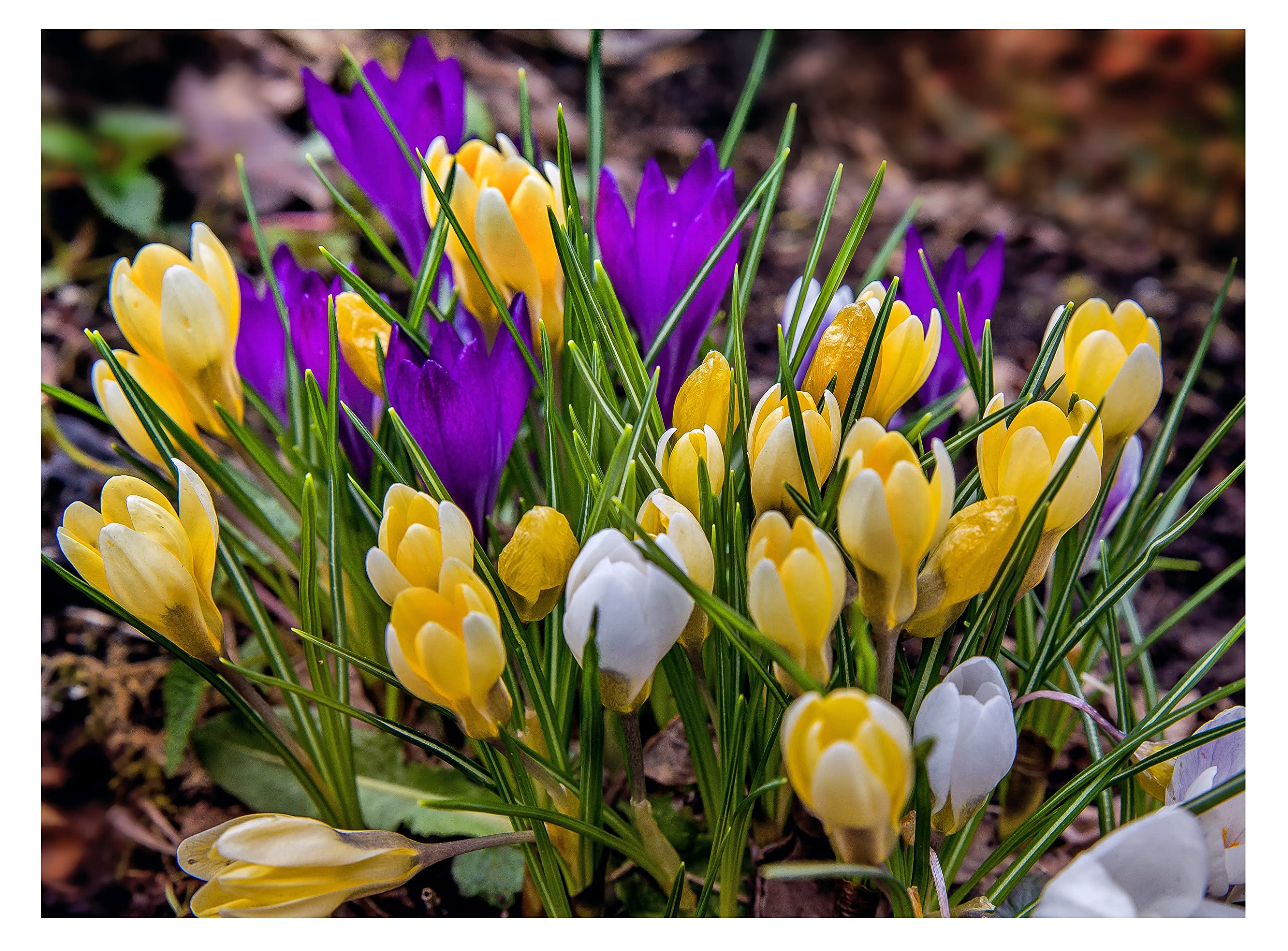 Crocus: il bulbo da piantare ora per avere fiori meravigliosi anche in inverno