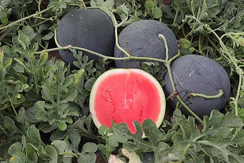 Miniatura 5 de KIRA SEEDS - Black Beauty Watermelon 9 lbs - Frutos para plantar - Sin OMG