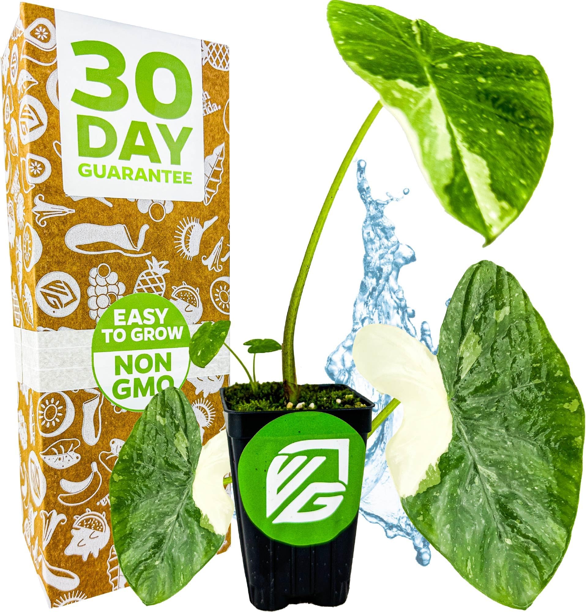 Elepaio Elephant Ear Live Plant