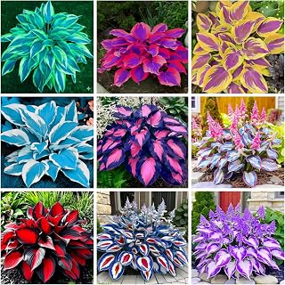 200+ Hosta Seeds Perennial Hosta Seeds for Planting Outdoor Garden Attract Pollinators Perennial Bonsai Decoration
