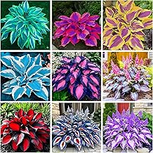 200+ Hosta Seeds Perennial Hosta Seeds for Planting Outdoor Garden Attract Pollinators Perennial Bonsai Decoration