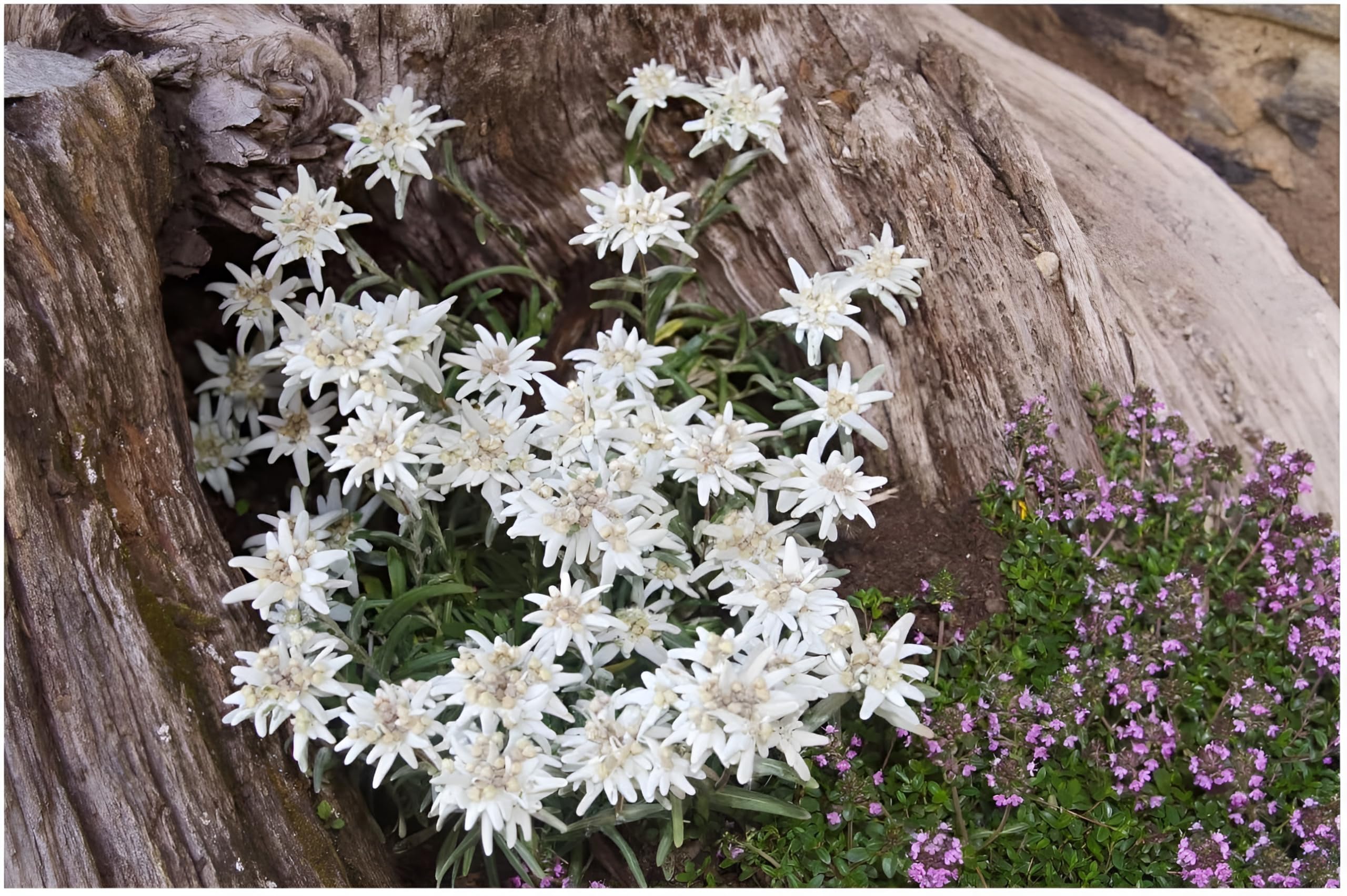 Stauden Gänge 10 x Leontopodium souliei 'Alpina White' Edelweiß winterhart