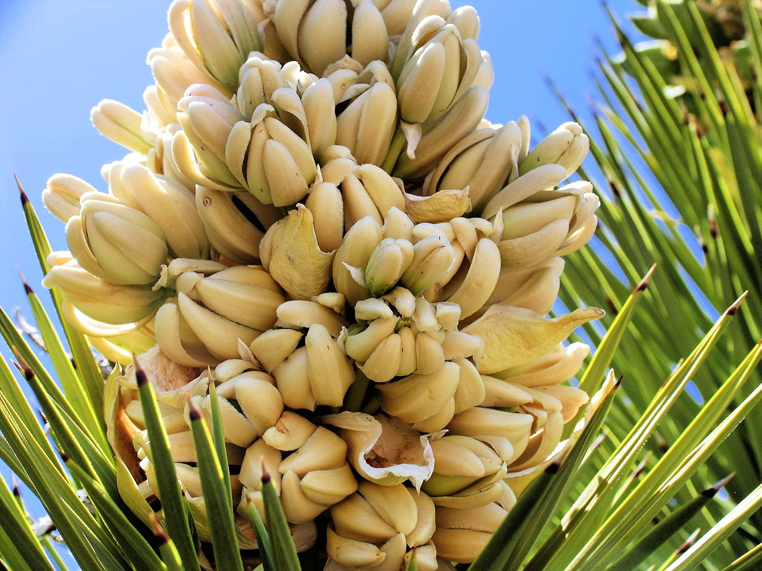 Yucca Palm Tree Seeds for Planting (10 Seeds) Highly Prized Joshua Tree Yucca