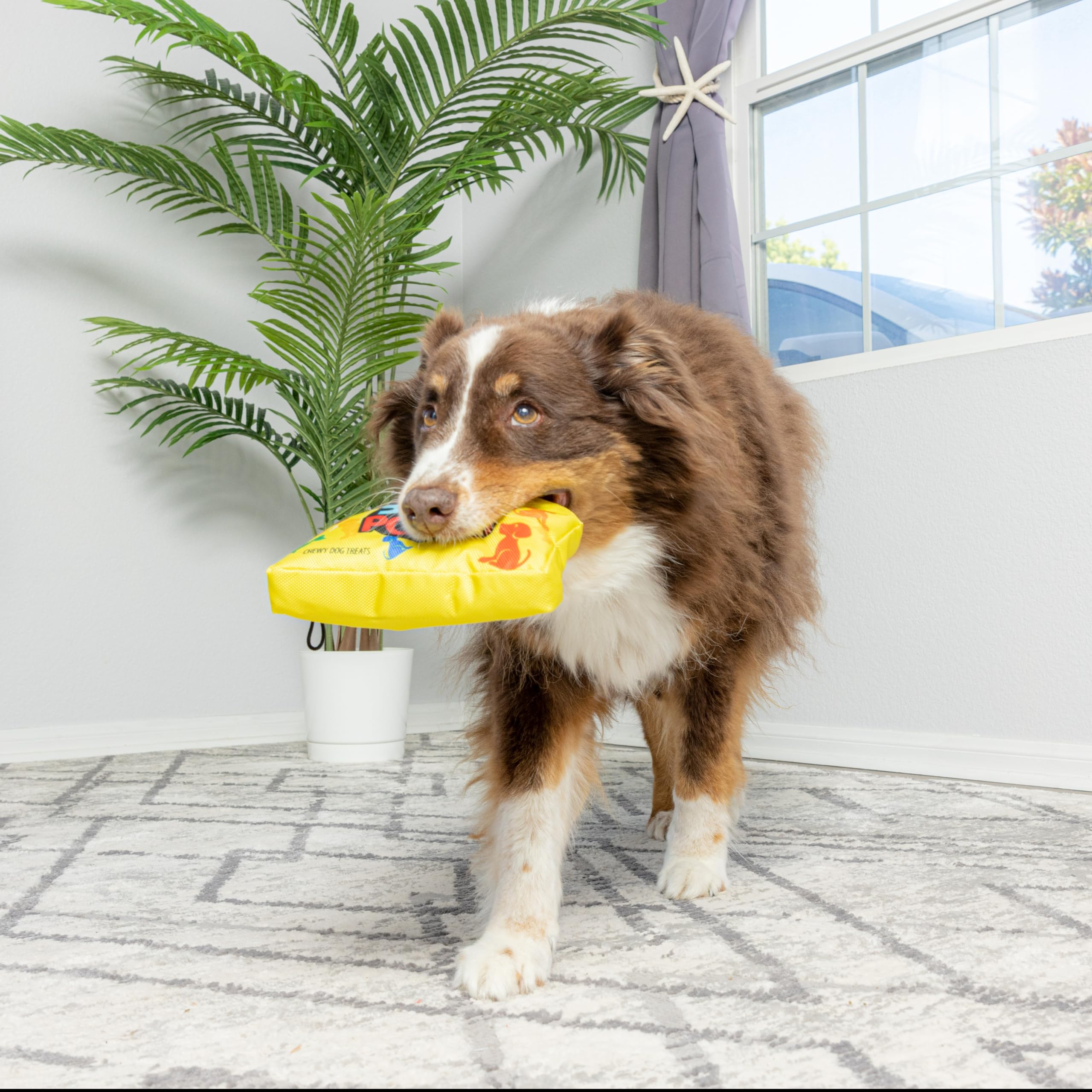 Pet Supplies : SPOT Fun Candy - Whimsical Funny Dog Squeak Toy