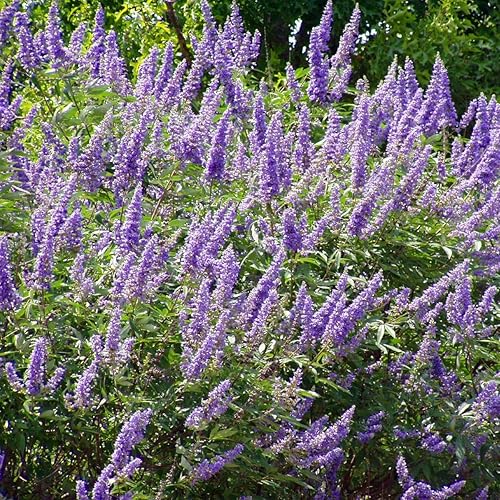 Semillas de árbol casto (Vitex Agnus-chastus) Más de 10 semillas de árbol con flores medicinales empaquetadas en cápsulas de semillas congeladas