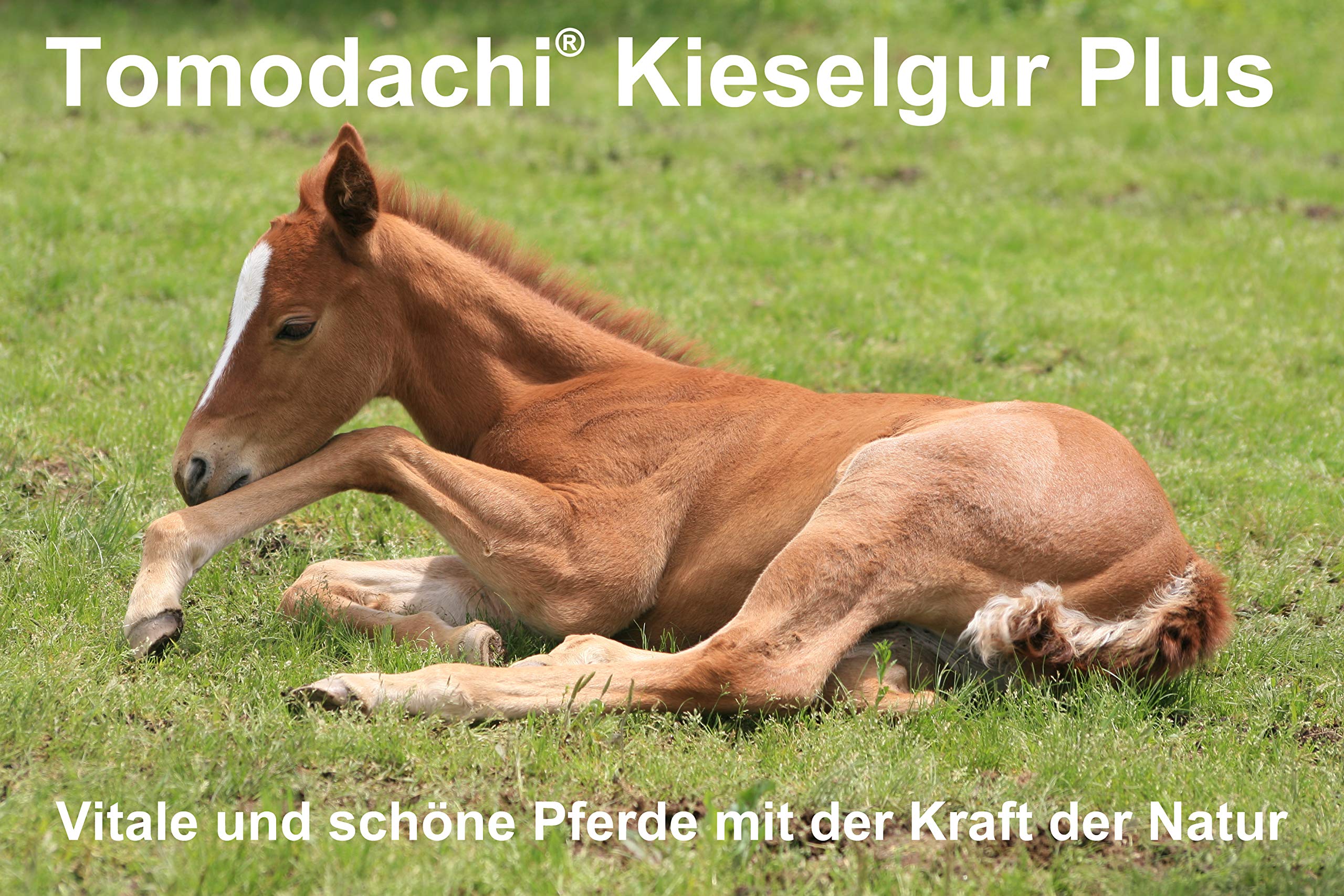 Kieselerde Plus Biotin Futterzusatz Pferd natürliche Kieselgur Plus Bierhefe für eine ausgewogene Ernährung reich an natürlichem Silizium, Calzium, Mineralien, Spurenelementen 10 Liter Eimer