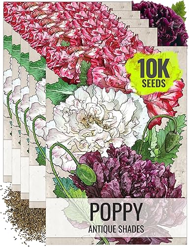 Miniatura 10 de Seed Needs, Antique Shades - Semillas de peonía y amapola  5,000 semillas de reliquia para plantar papaver paeoniflorum  Atrae mariposas y otros