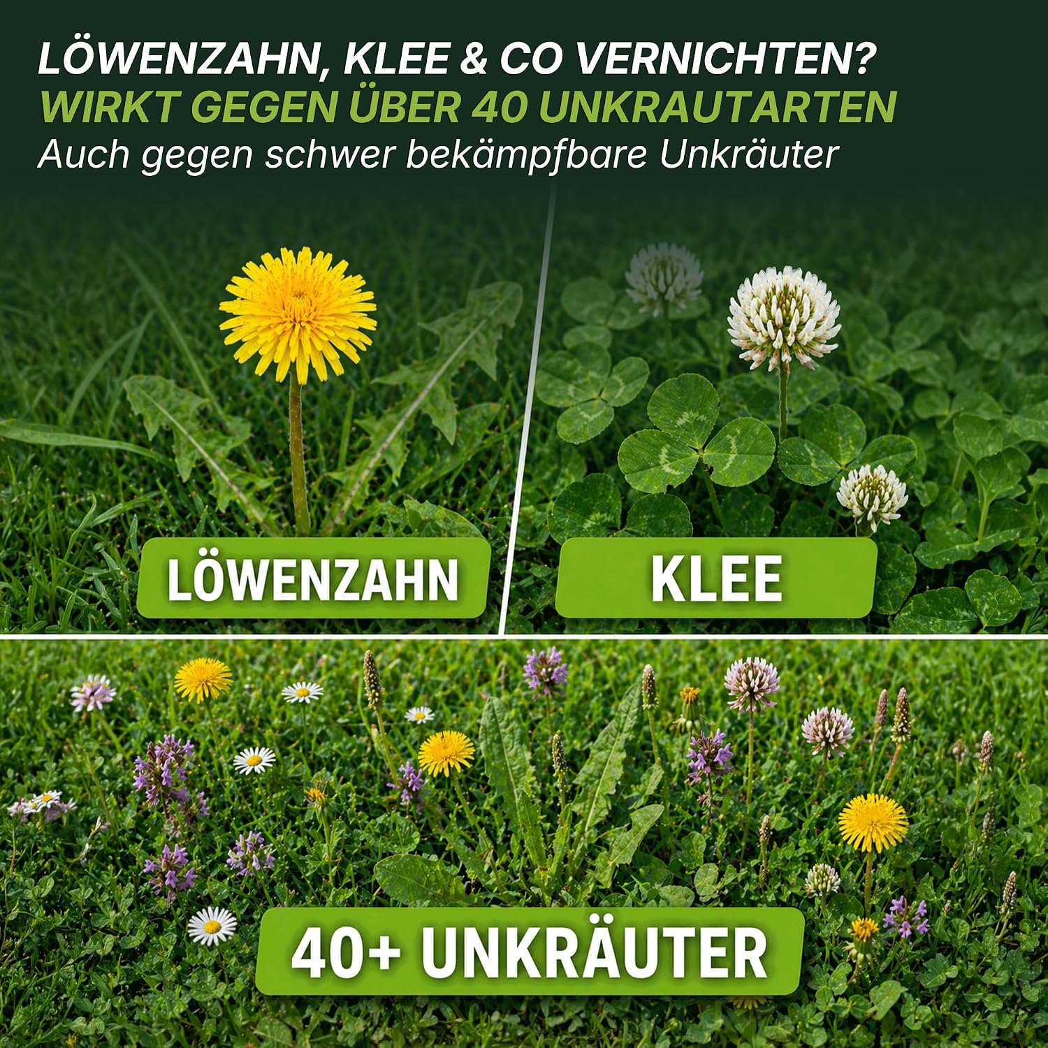 TerraUno Unkrautvernichter Rasen, flüssig mit wurzeltiefer Wirkung, 100 ml - Mise en situation et utilisation