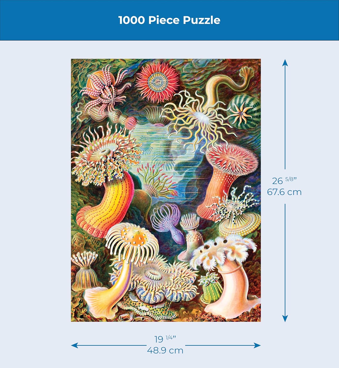 New York Puzzle Company - Vintage Images Sea Anemones - 1000 Piece Jigsaw Puzzle for Adults by Ernst Haeckel