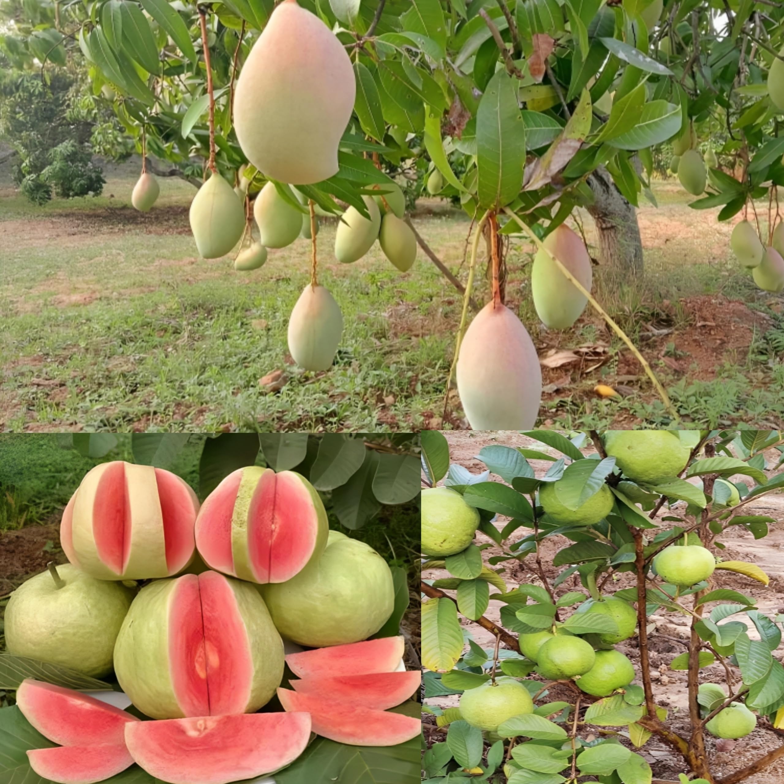 Pyanabi Combo 2 Totapuri Mango Plant Grafted + Red Diamond Guava Plant Air Layered Height 2-3 Feet Live Fruit Plant For Home Garden (B0CG6SVW3L) Amazon Price History, Amazon Price Tracker