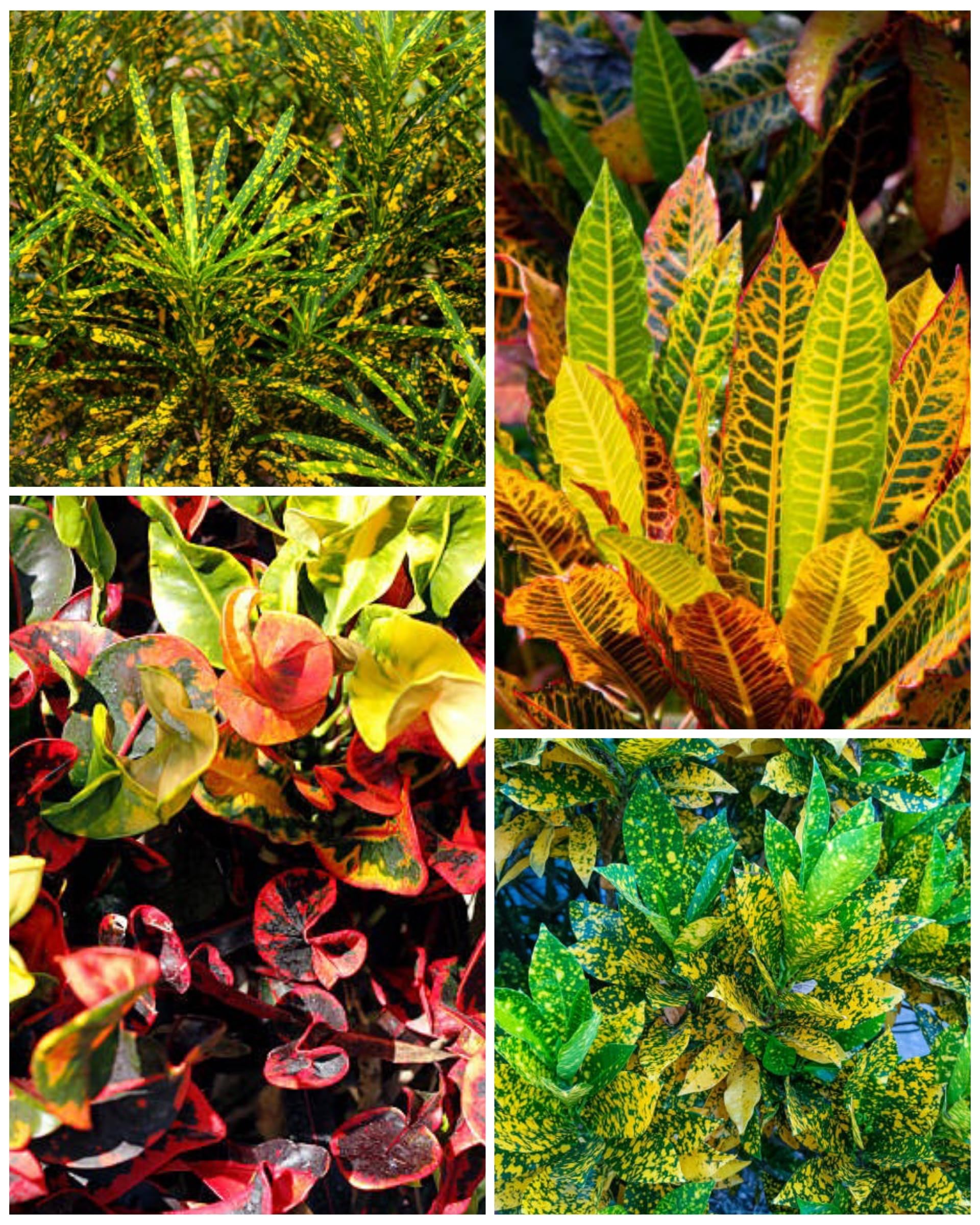 Vibrant Pack of 4 Live Croton Plants | Multicolored Foliage | Perfect for Indoor and Outdoor Spaces | Delivered in PP Bag | Ideal for Adding Color and Style to Your Home | By AGH_000c4-image-9