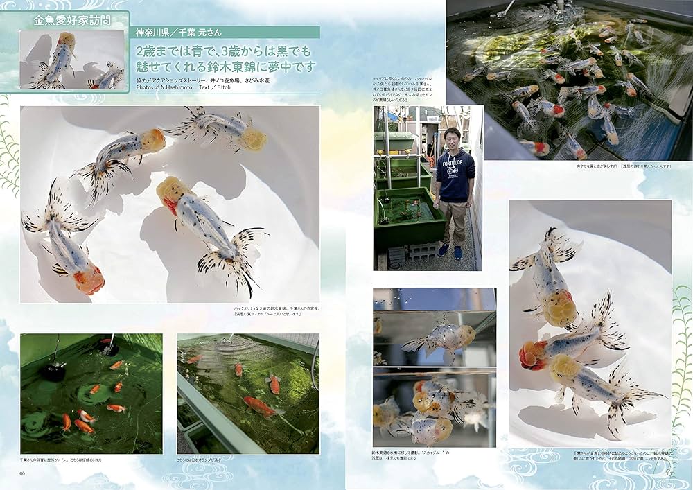 きんぎょページ きんぎょ生活 No.7 |本 | 通販 | Amazon