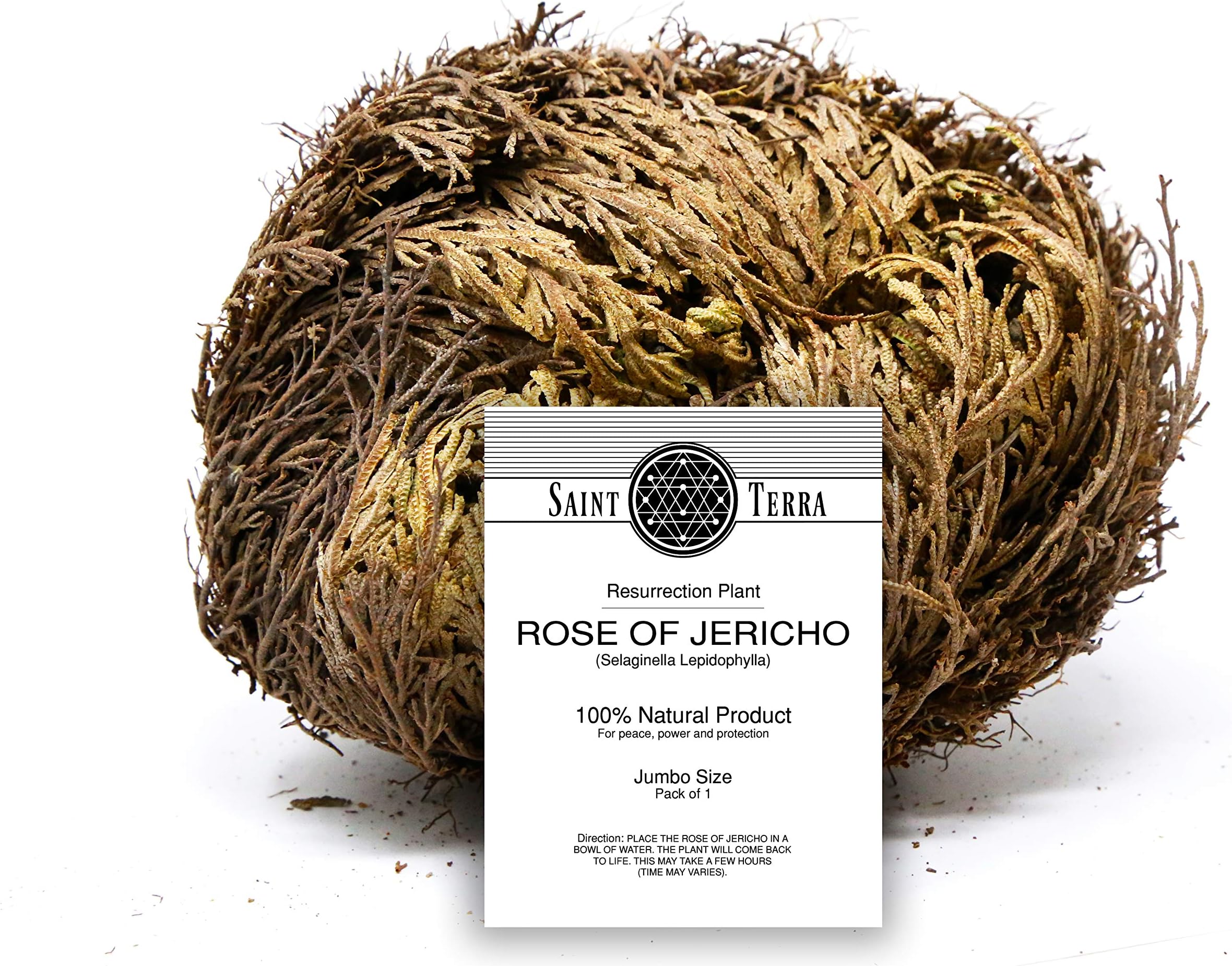Rose of Jericho Flower The Resurrection Plant, Jumbo Size