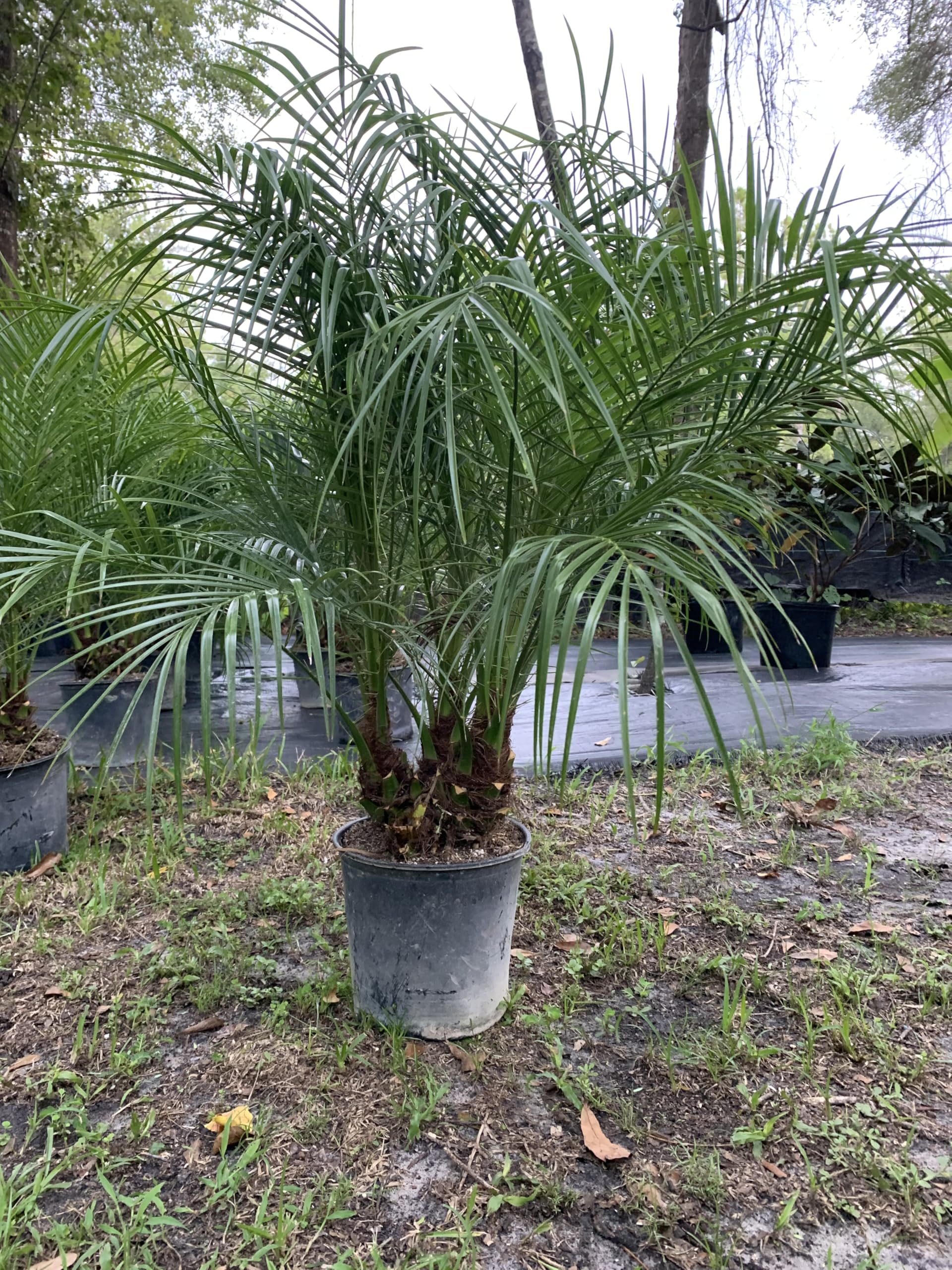 Pygmy Date Phoenix Roebelleni 3 feet Tall Palm Tree Tropical Indoor Outdoor Live Plant Eddies Acres