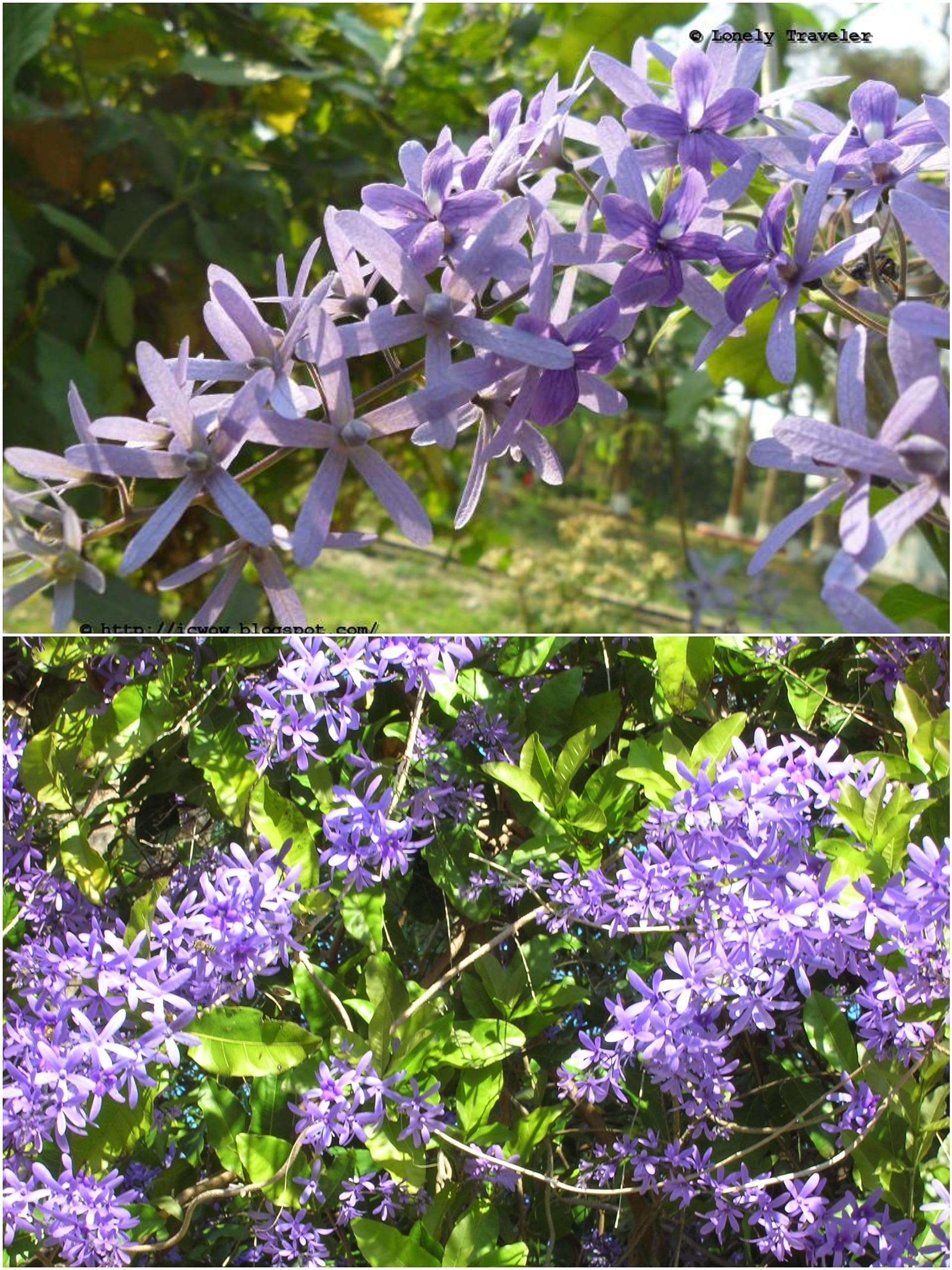 Nilmoni Lata Flower Live Plant Petrea volubilis Vine Purple Wealth Creeper Sand Paper Vine (Small Size Baby Healthy Live Plant), With grow bag Pack of 1. (B0CH66PBC6) Amazon Price History, Amazon Price Tracker