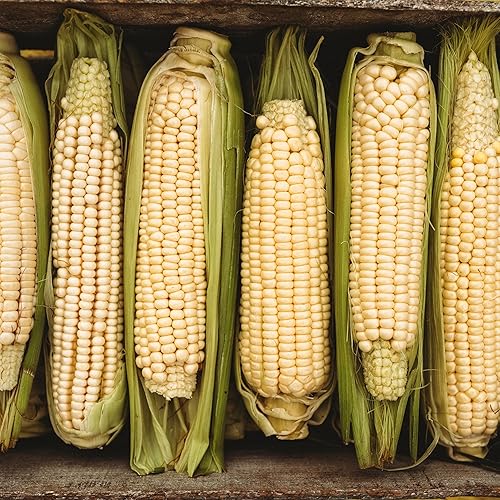 Stowell's Evergreen White Sweet Corn - 50 semillas - Variedad de reliquia y polinizada abierta, cultivadas en Estados Unidos, semillas de vegetales