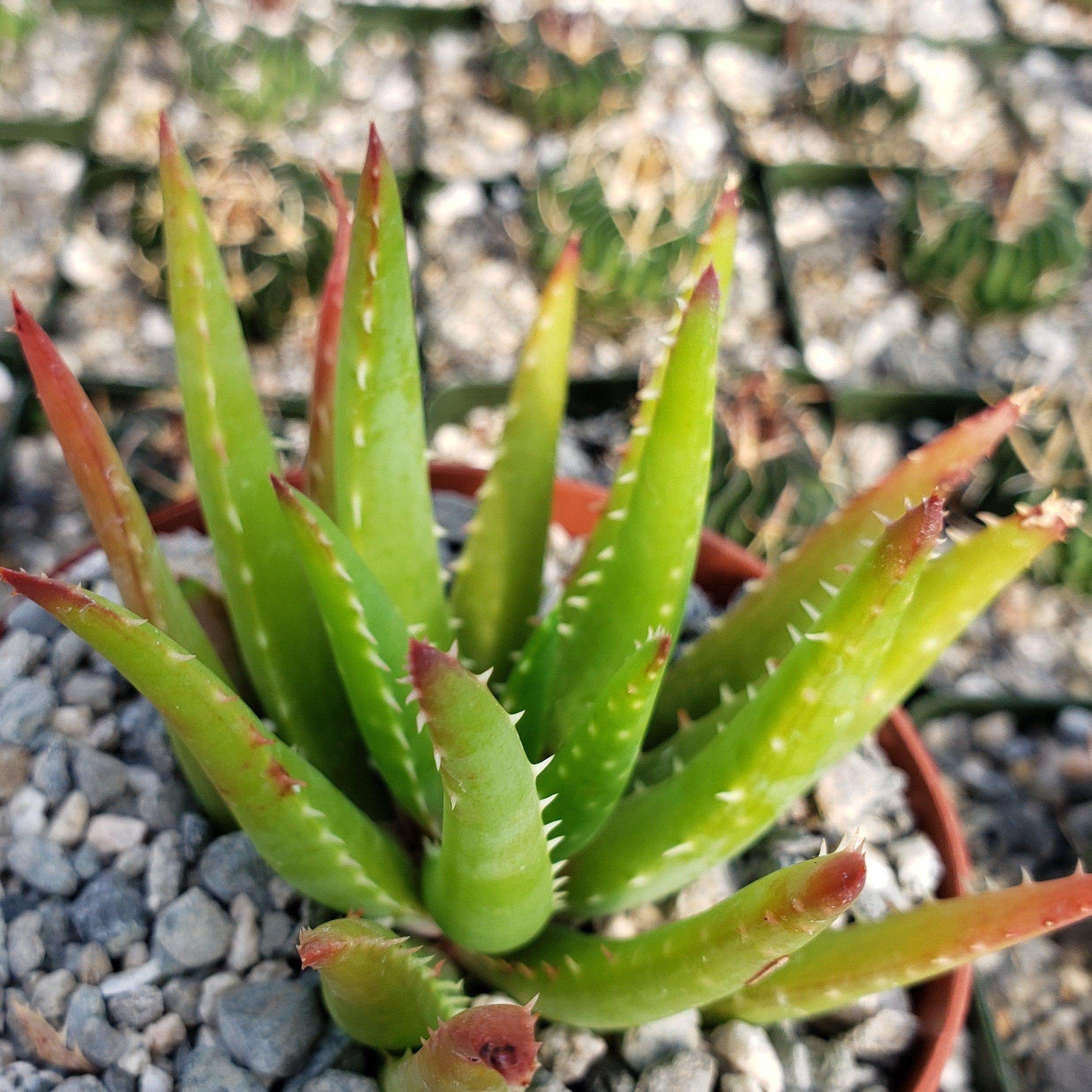 Amazon.com : Aloe Vera chinensis Cacti Cactus Succulent Real Live Plant :  Patio, Lawn & Garden