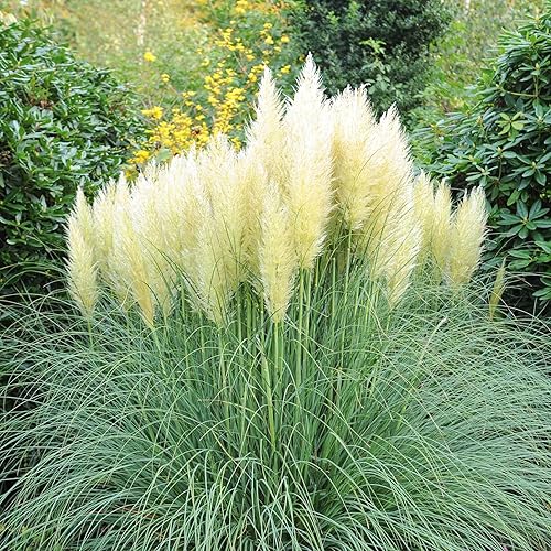 Semillas de césped - Pampas Plume White - Paquete - Semillas de hierba blanca, fáciles de cultivar y mantener, crecimiento rápido, jardín en