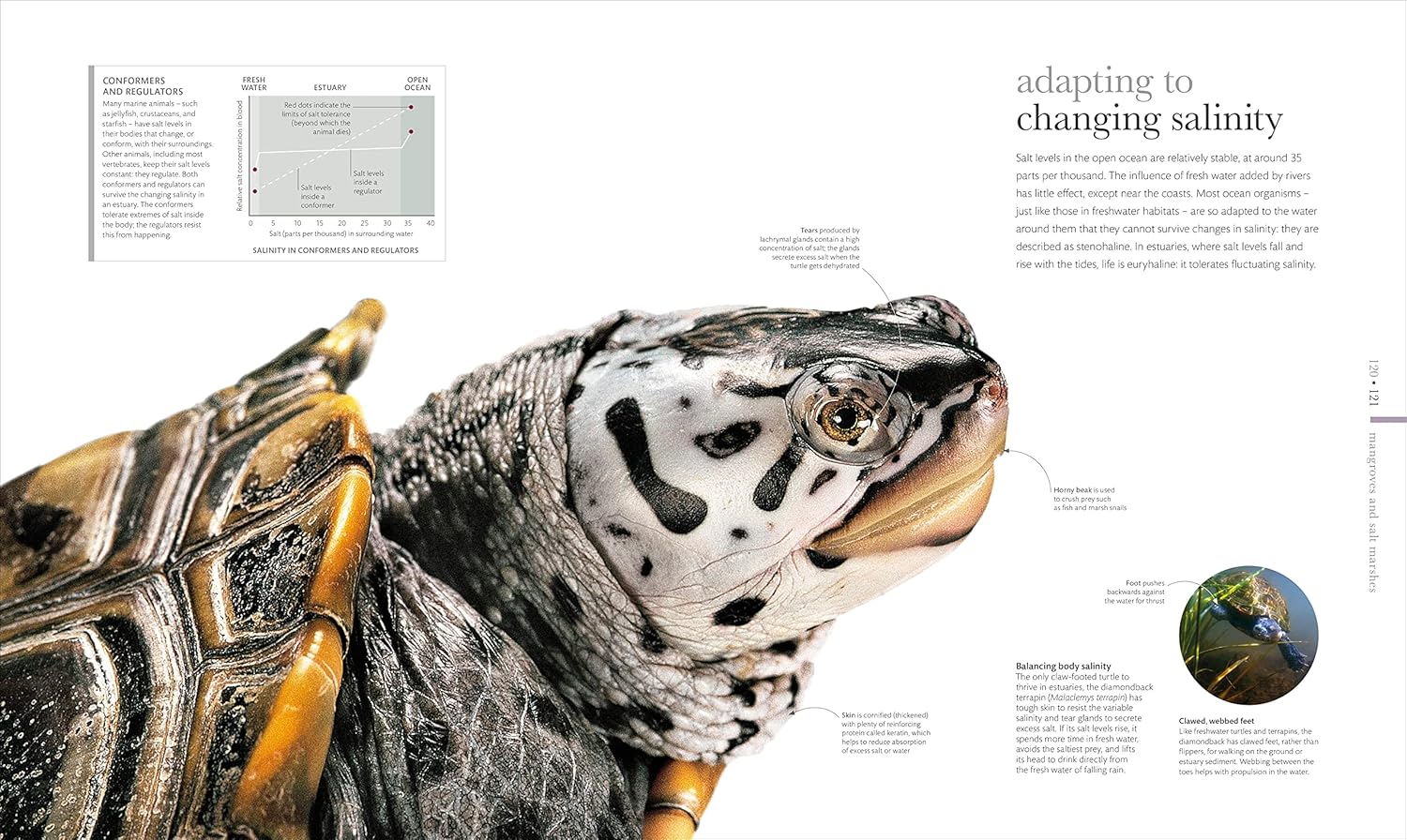 The Science of the Ocean: The Secrets of the Seas Revealed (DK Secret World Encyclopedias) 7 910+7hlmWRL. SL1500