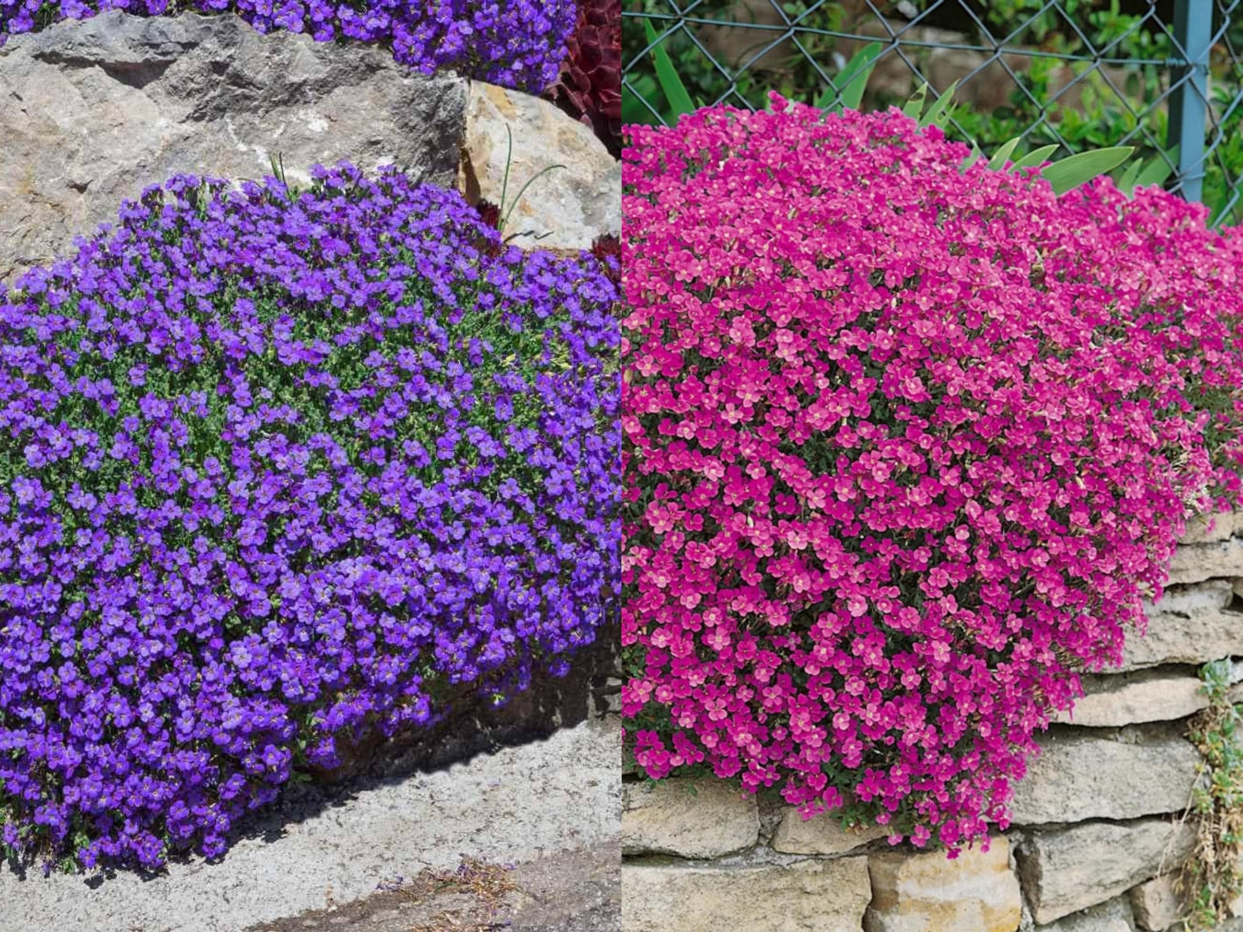 See full amazon price history chart for 100+ Seeds- Aubretia Mix Flower Seeds For Gardening. Grow In All Seasons. 100+ Seeds- Aubretia Mix Flower Seeds For Gardening. Grow In All Seasons. (B0D58BCMQR) Amazon Price History, Amazon Price Tracker