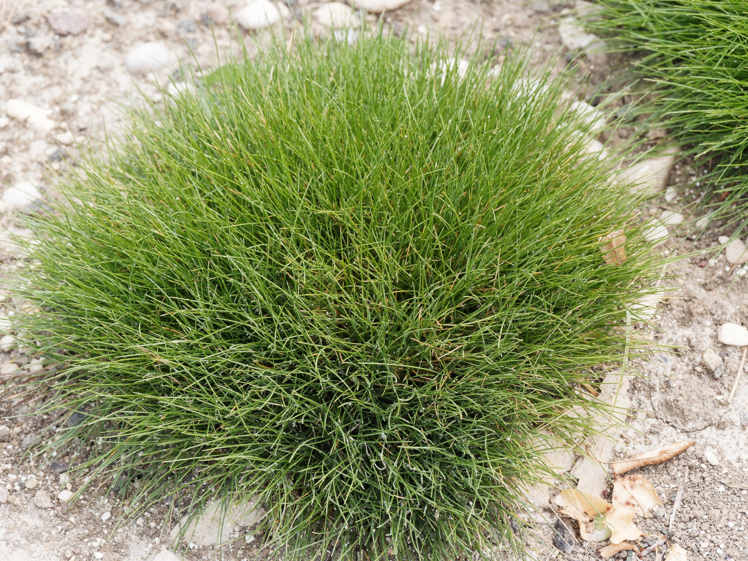 Stauden Gänge 25 x Festuca gautieri 'Pic Carlit' Bärenfellgras winterhart