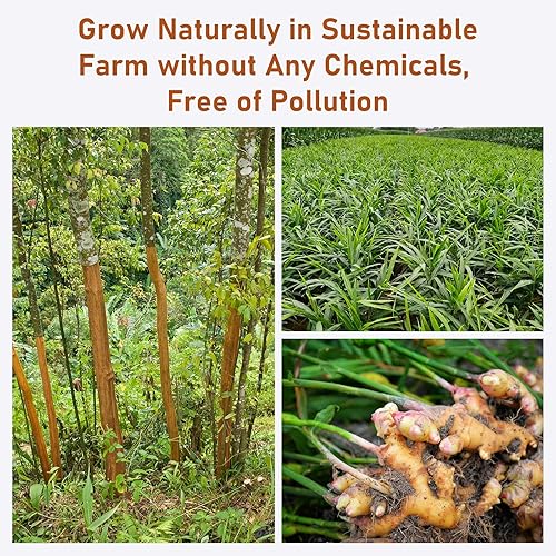 Miniatura 22 de Bolsa de té de hoja y raíz de diente de león, bolsa de té natural de desintoxicación de hierbas tostadas con diente de león para la salud del hígado