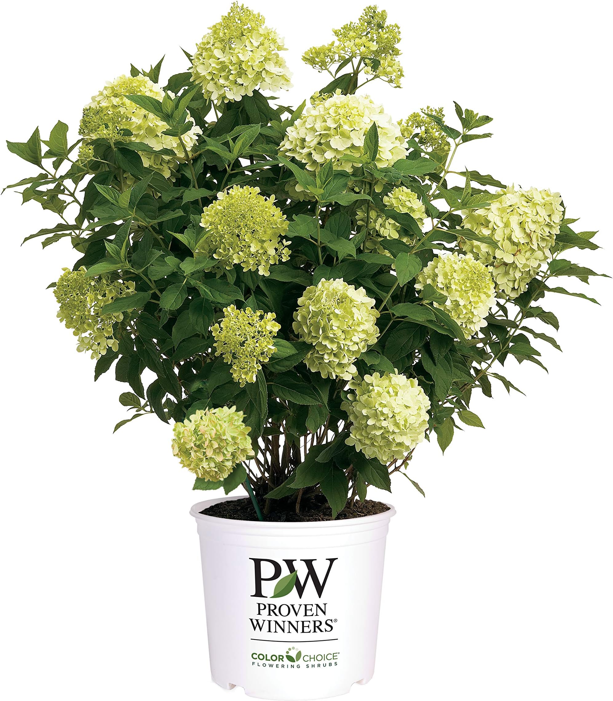 Proven Winners2 Gal. Limelight Prime Hydrangea Shrub
