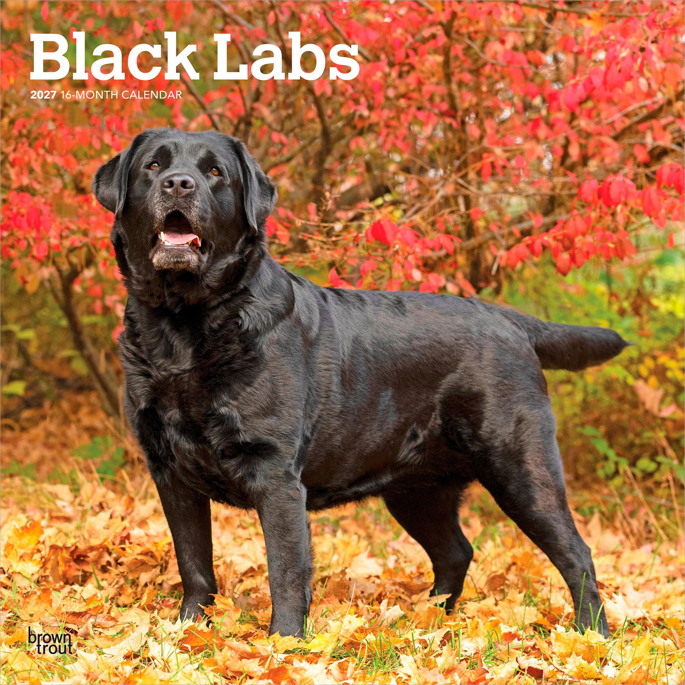 Labrador Retrievers, Black 2027 Square Flap: Original BrownTrout-Kalender [Mehrsprachig] [Kalender] (Black Labrador Retrievers | 2027 12 x 24 Inch ... | BrownTrout | Animals Dog Breeds)