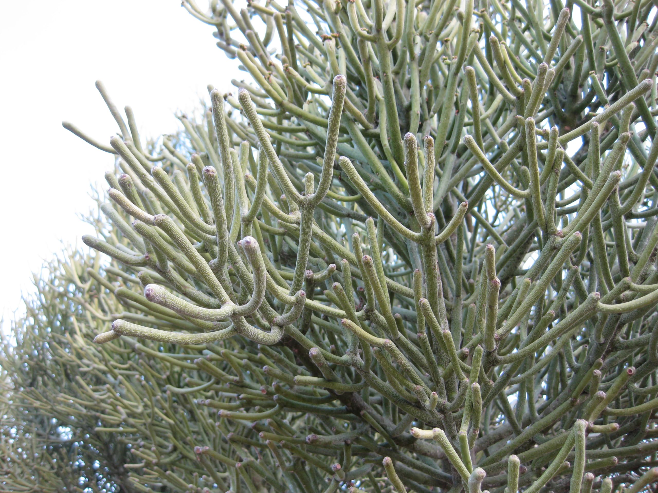 ASPEN® Exotic Rare Rare Euphorbia Tiru-Calli/Pencil Cactus/Healthy Live Plant With Safe & Secure Packing (LIVE Plant-182_Baz)-image-15