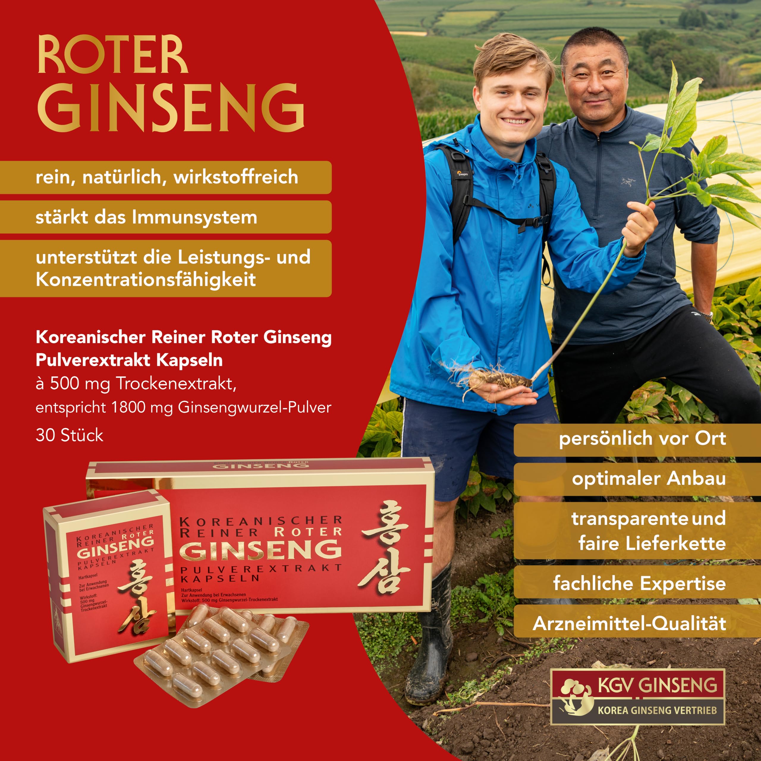 KGV Koreanischer Reiner Roter Ginseng, 30 Pulverextrakt Kapseln, je 500 mg hochdosiertes Trockenextrakt, Arzneimittel mit 6-jährigem Panax Ginseng